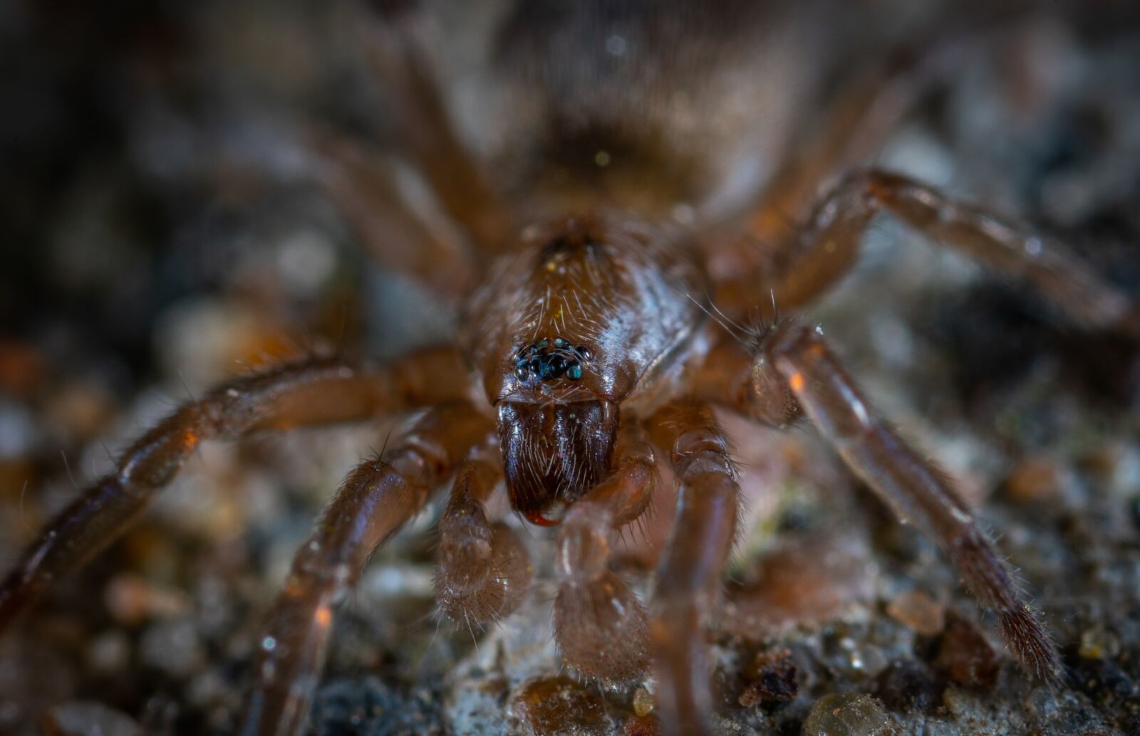 #124 65/2.8 sample photo. Spider, arachnids, macro photography