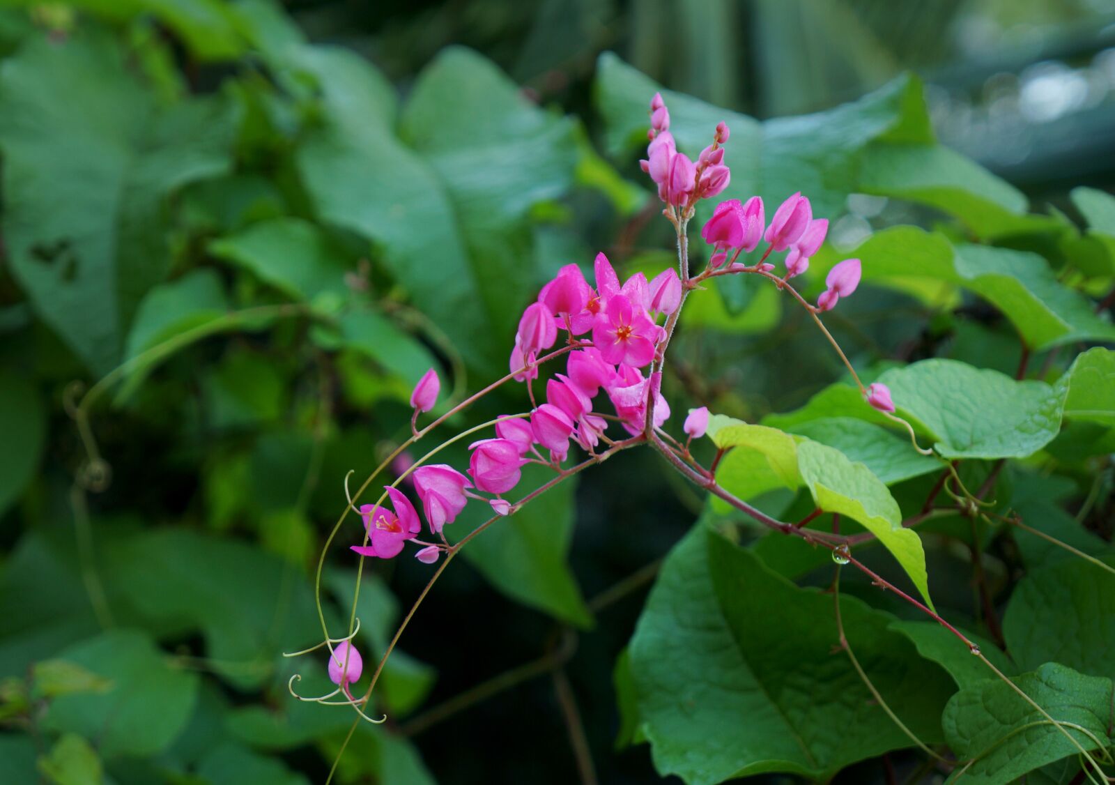 Sony Alpha NEX-F3 + Sony E 18-55mm F3.5-5.6 OSS sample photo. Antigonon flower, flower heart photography