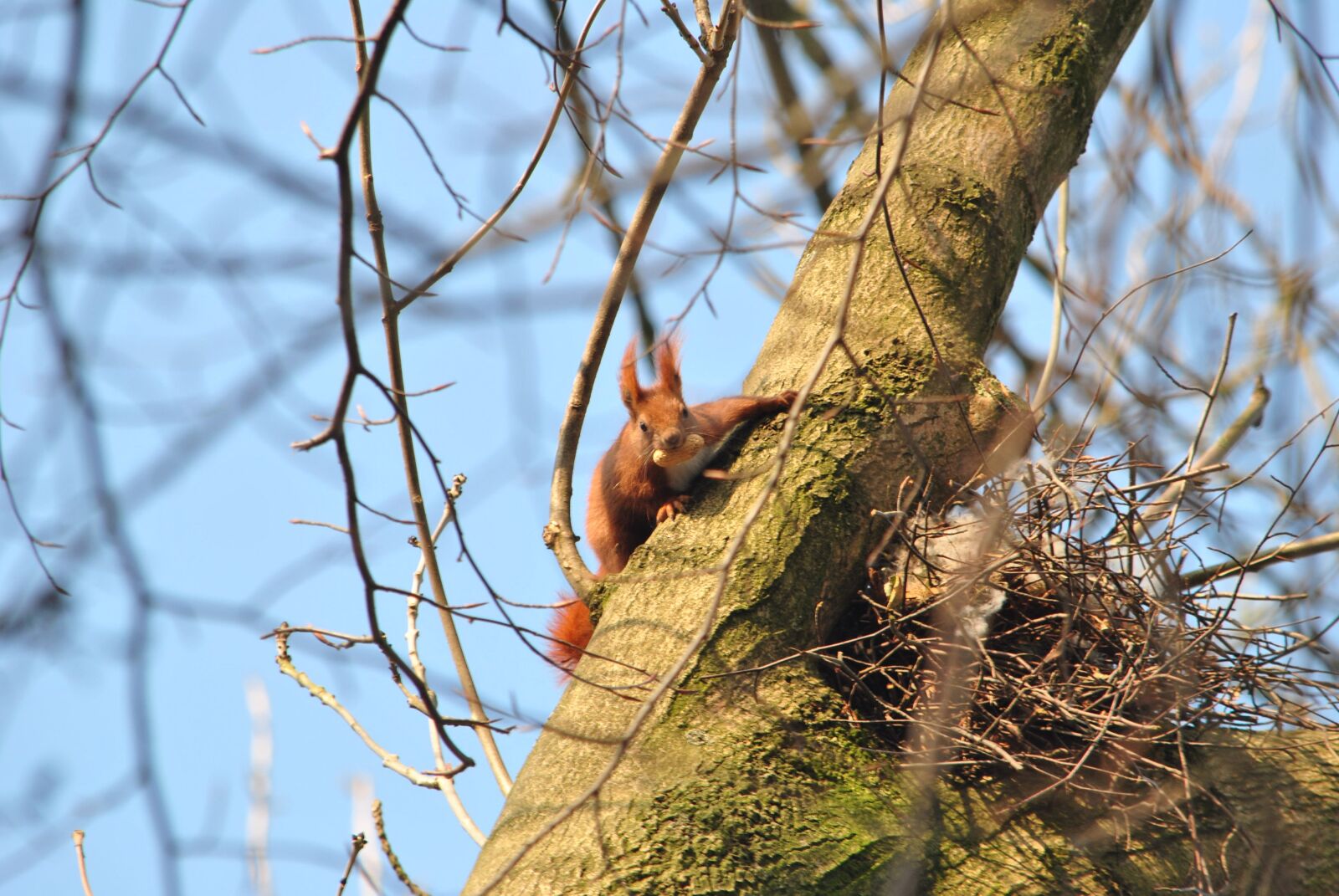 Nikon D3000 sample photo. Squirrel, nature, tree photography