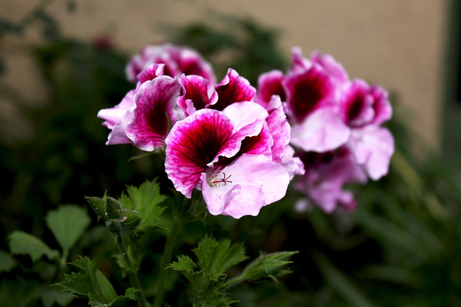 Canon EOS 550D (EOS Rebel T2i / EOS Kiss X4) sample photo. Flower, rosa, garden photography