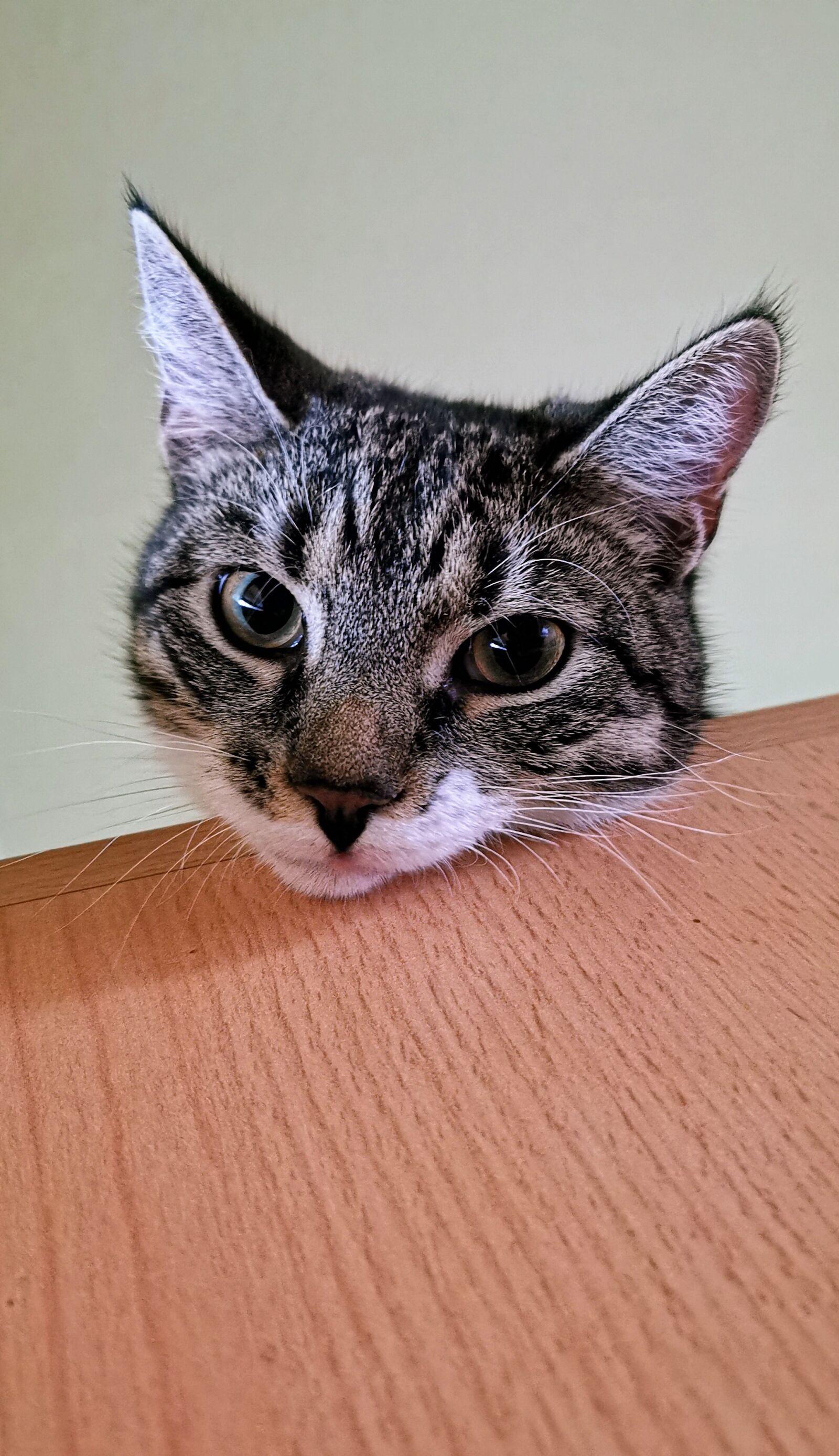 HUAWEI P30 Pro sample photo. Cat, european shorthair, race photography