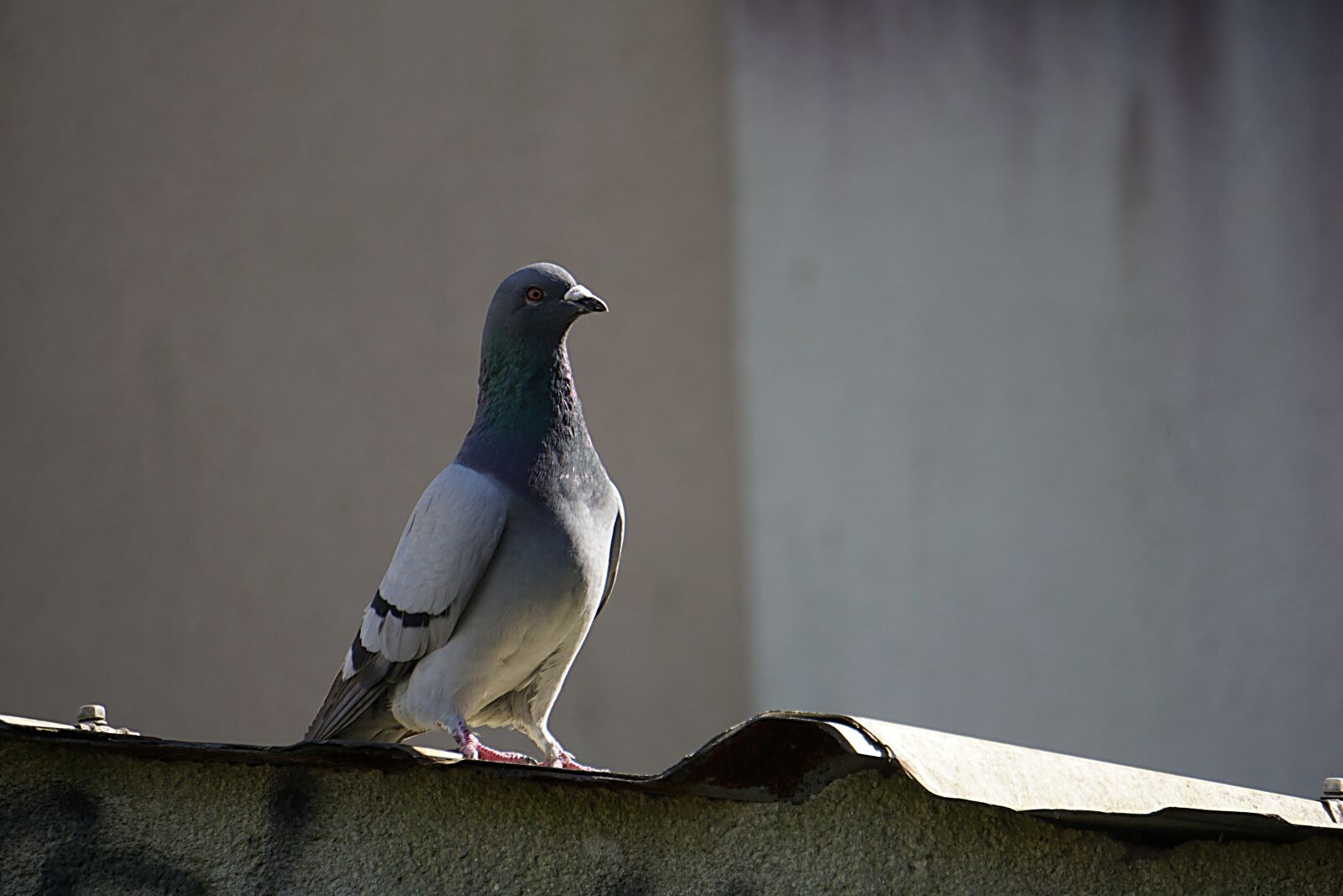 Sony a6000 sample photo. Bird, pigeon, animal photography