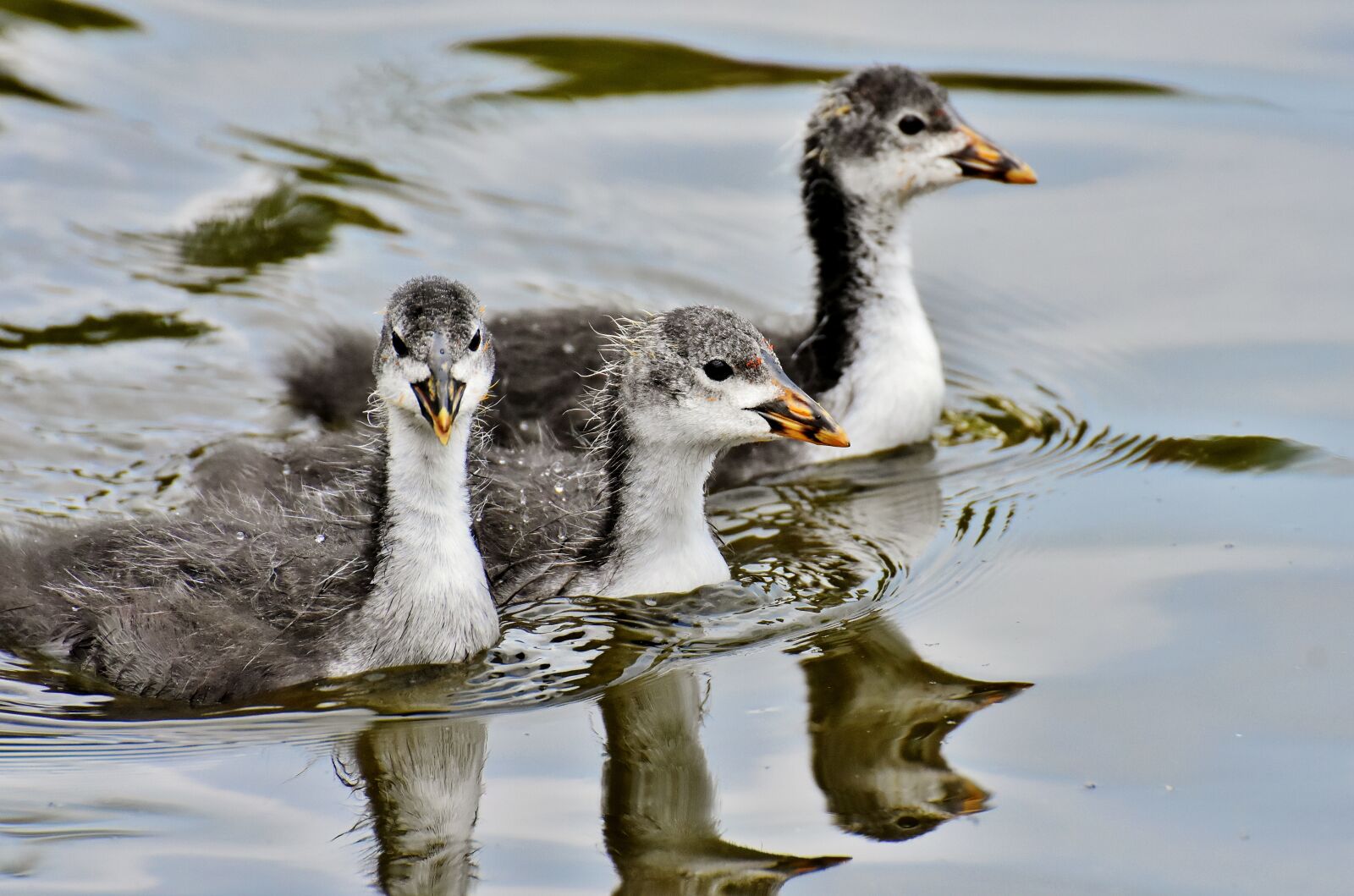 Nikon D7200 sample photo. Coots, chicks, waters photography