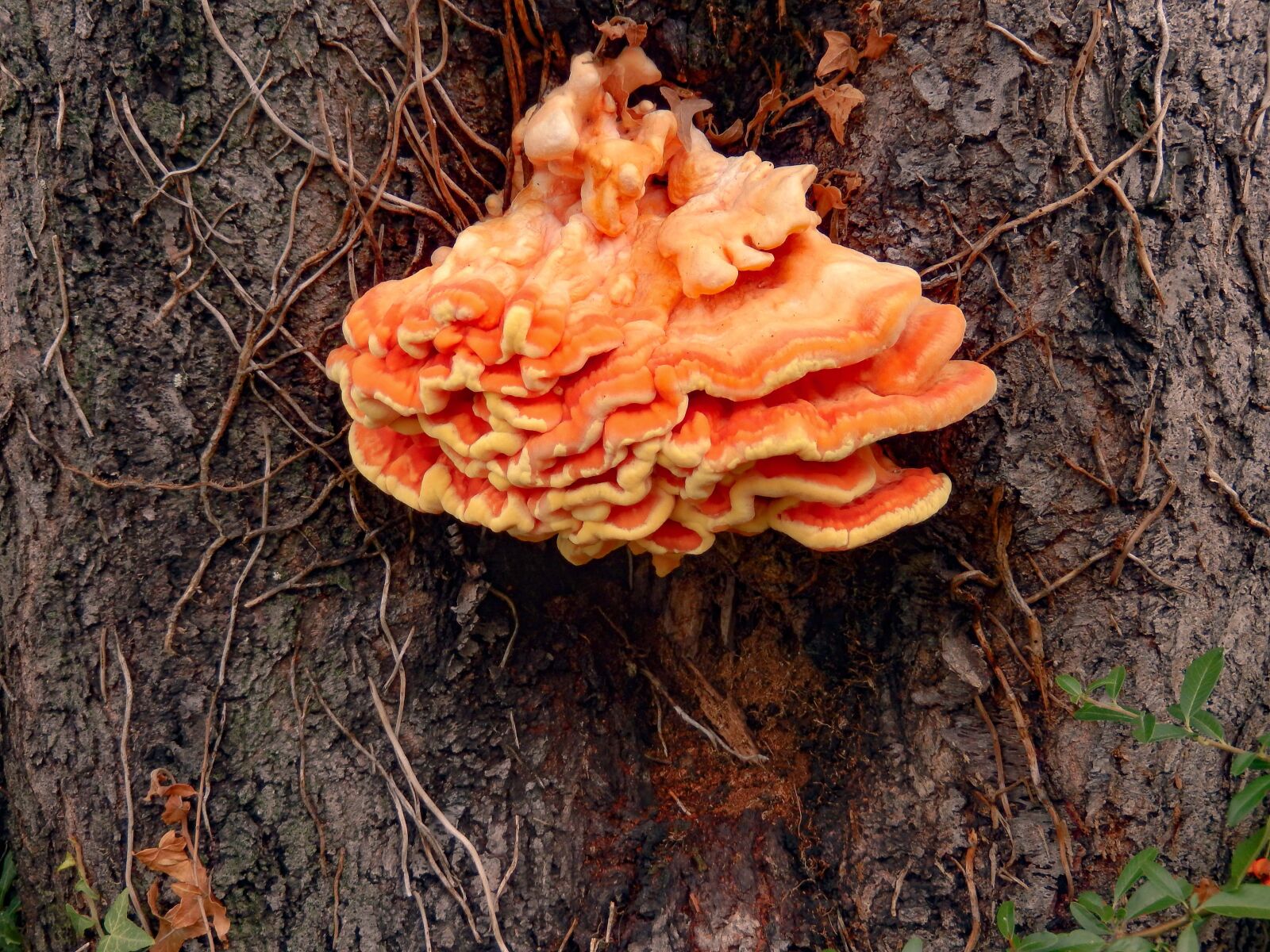 Nikon Coolpix S9500 sample photo. Autumn, tree fungus, xylabiont photography