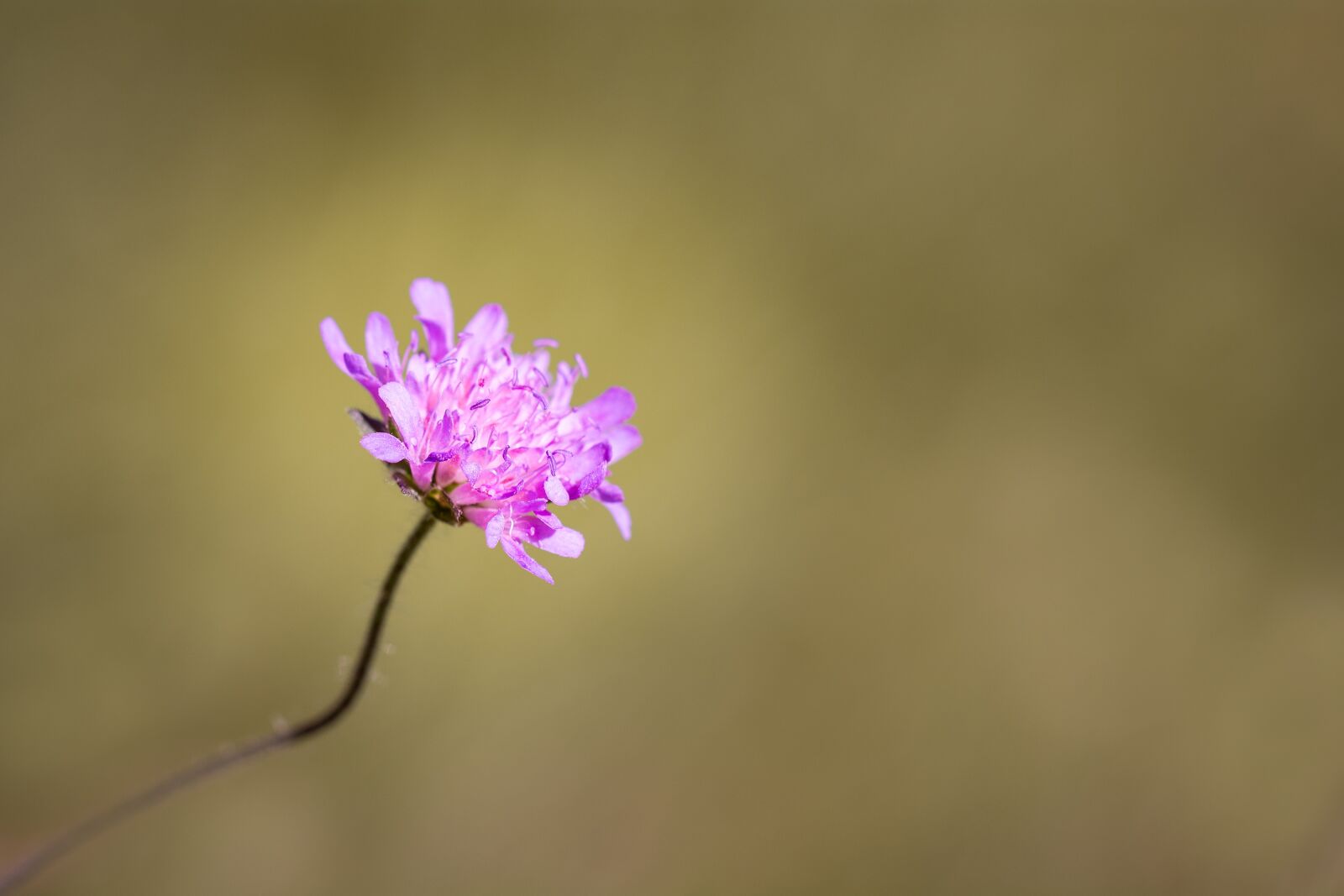 Nikon D7100 sample photo. Flower, pointed flower, pink photography
