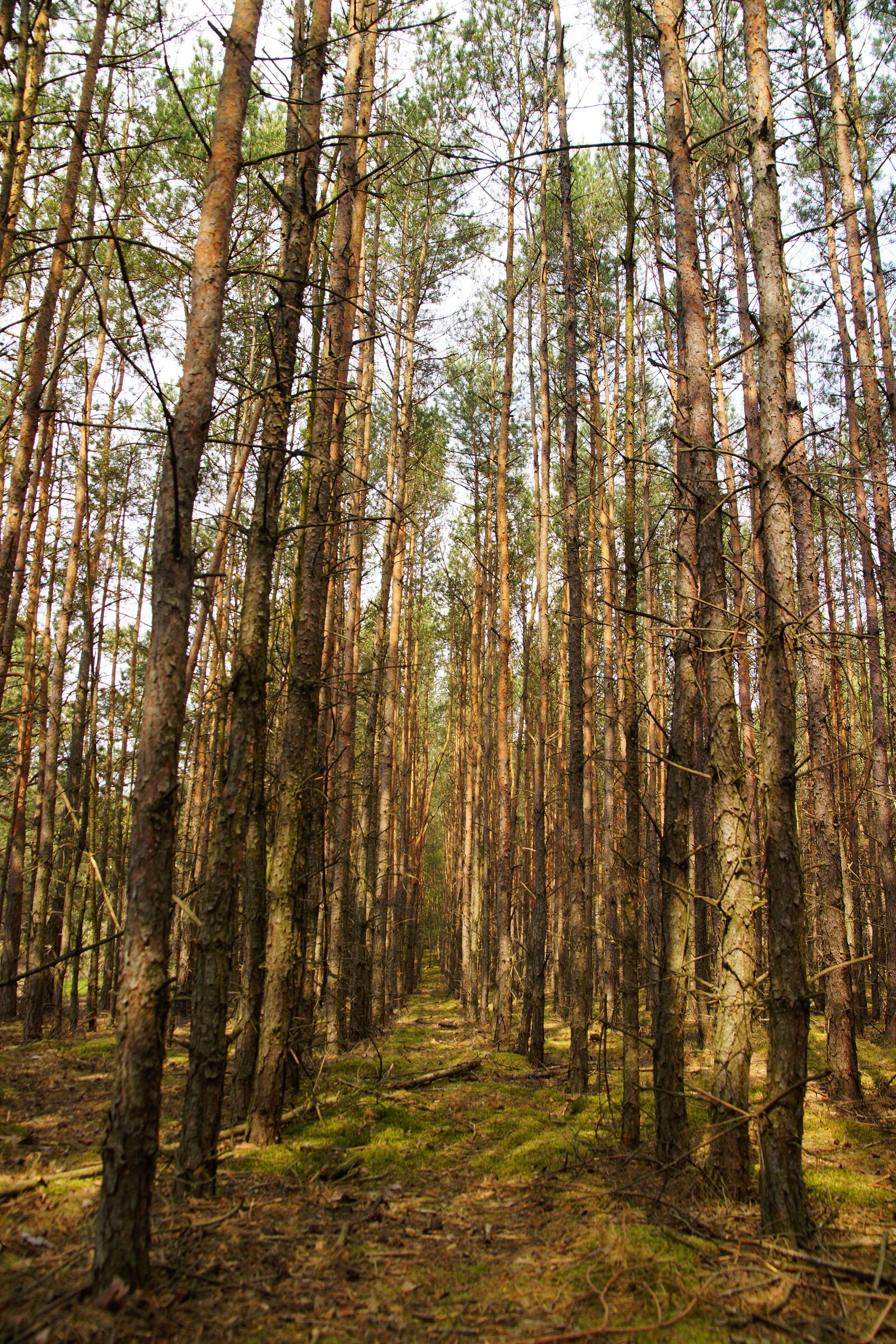 Sony SLT-A77 sample photo. Forest, tree, nature photography