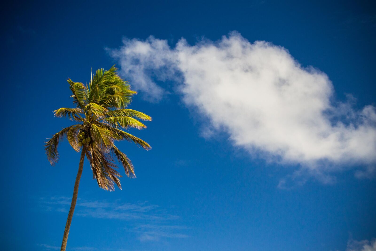 Nikon D3100 sample photo. Palm, tree, under, cloudy photography