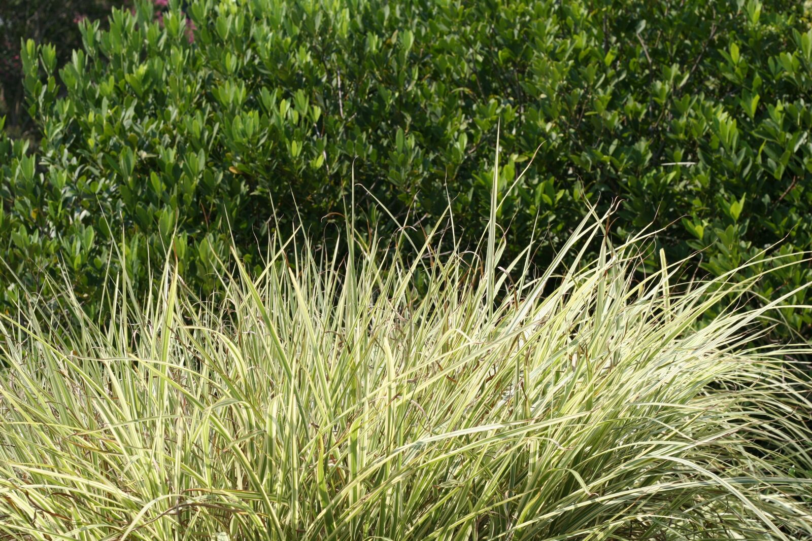 Canon EOS 20D sample photo. Grass, shrubbery, nature photography
