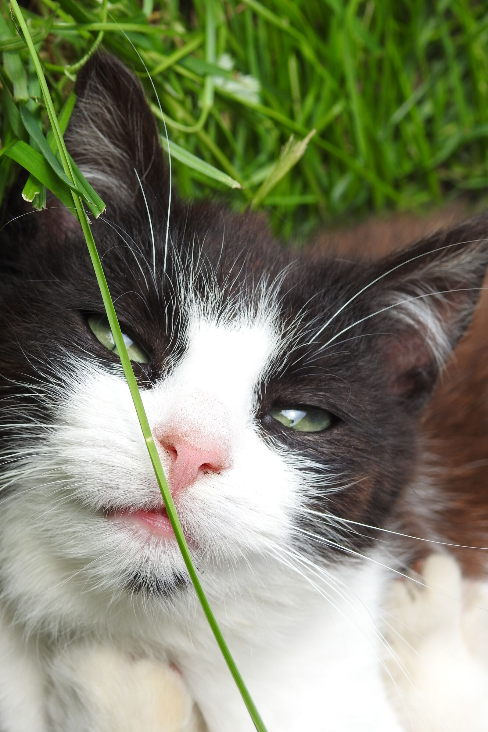 Nikon Coolpix P900 sample photo. Charming, animals, pets photography