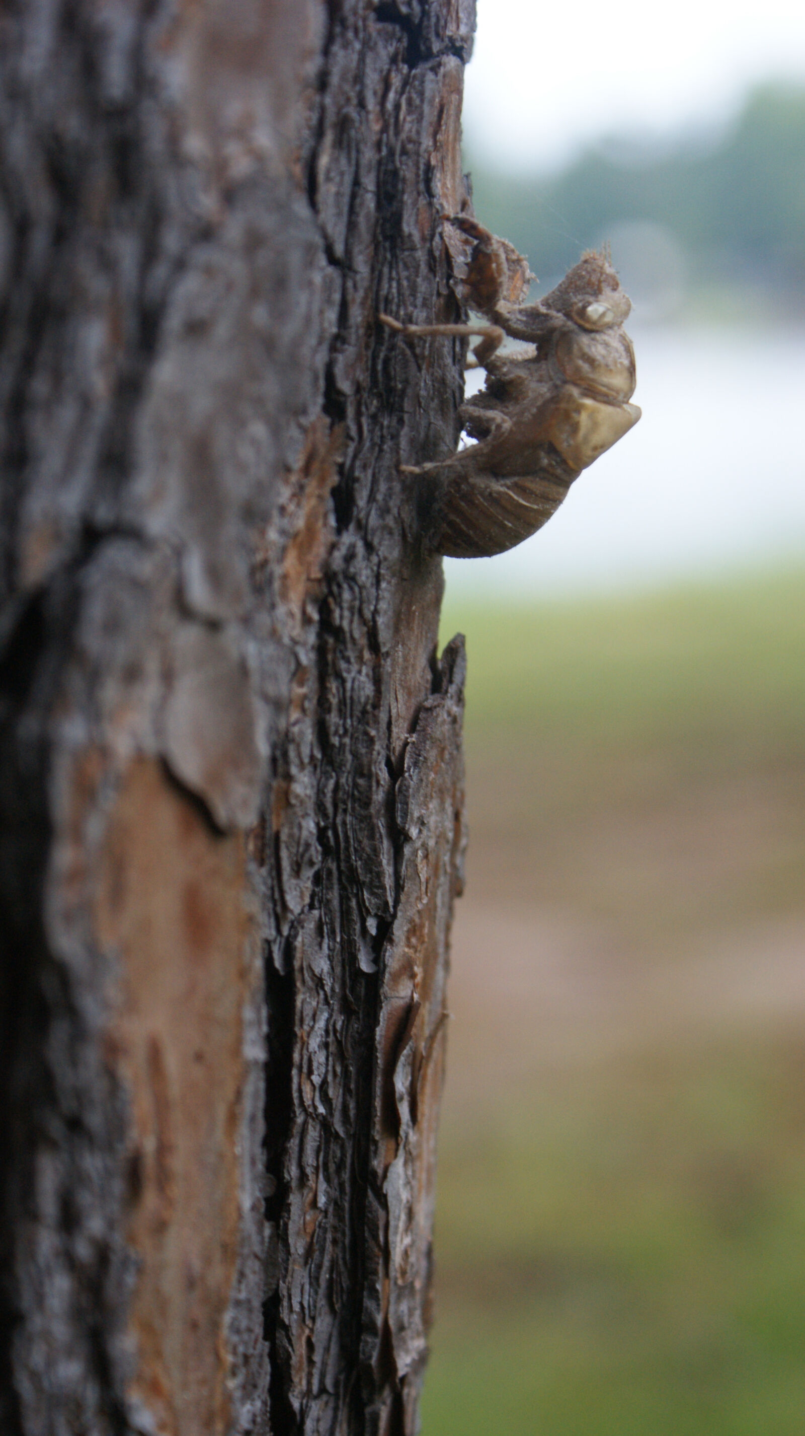 Sony Alpha DSLR-A350 sample photo. Bark, bug, close, up photography