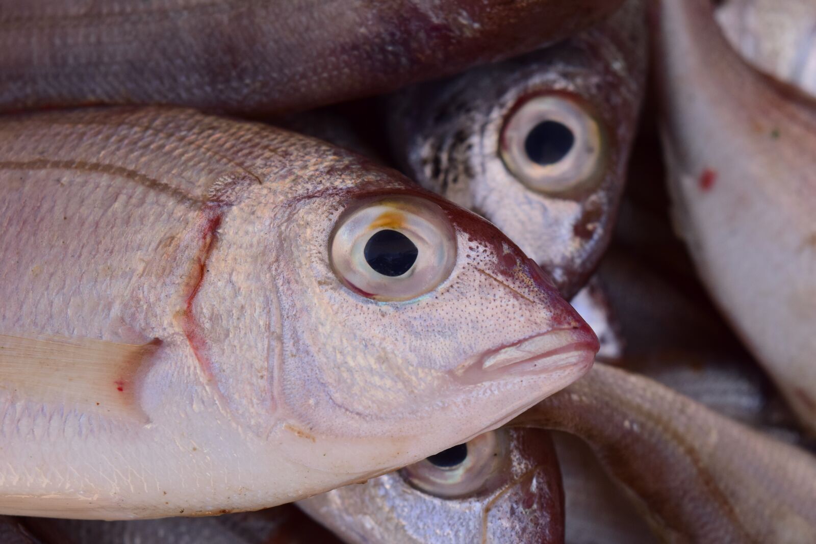 Nikon D3300 sample photo. Fish, fresh, fish market photography