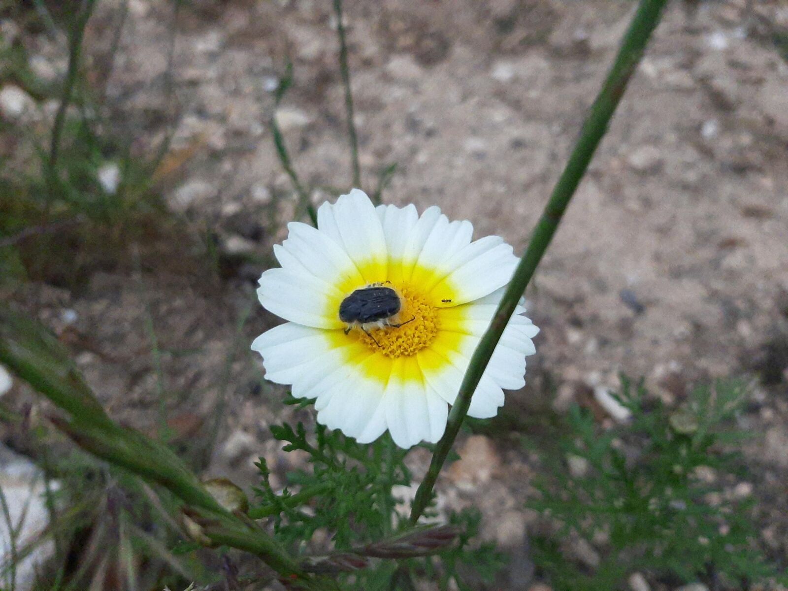Samsung Galaxy A50 sample photo. Flower, nature, summer photography