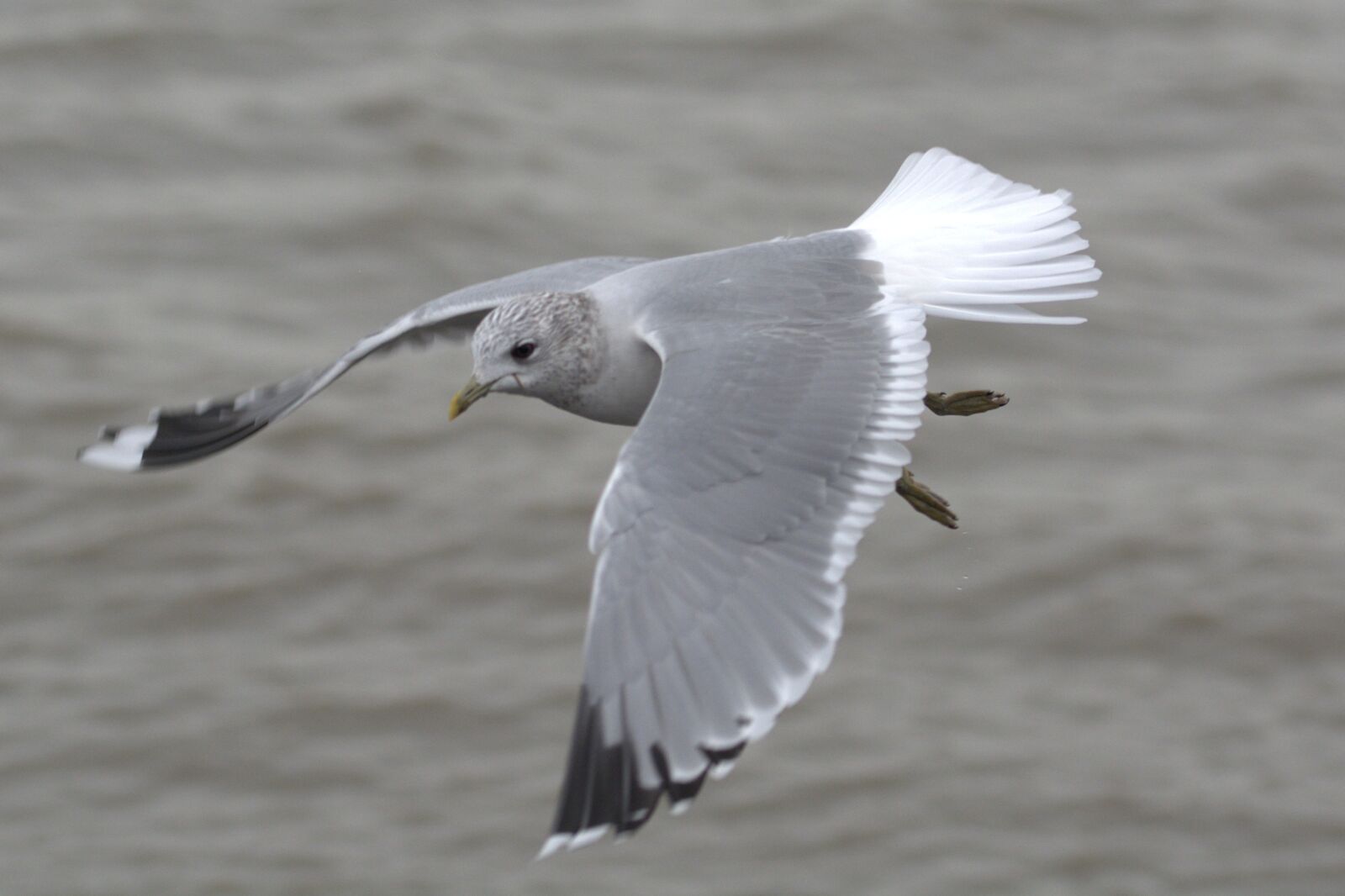 Nikon D5200 sample photo. Herring gull, seagull, larus photography
