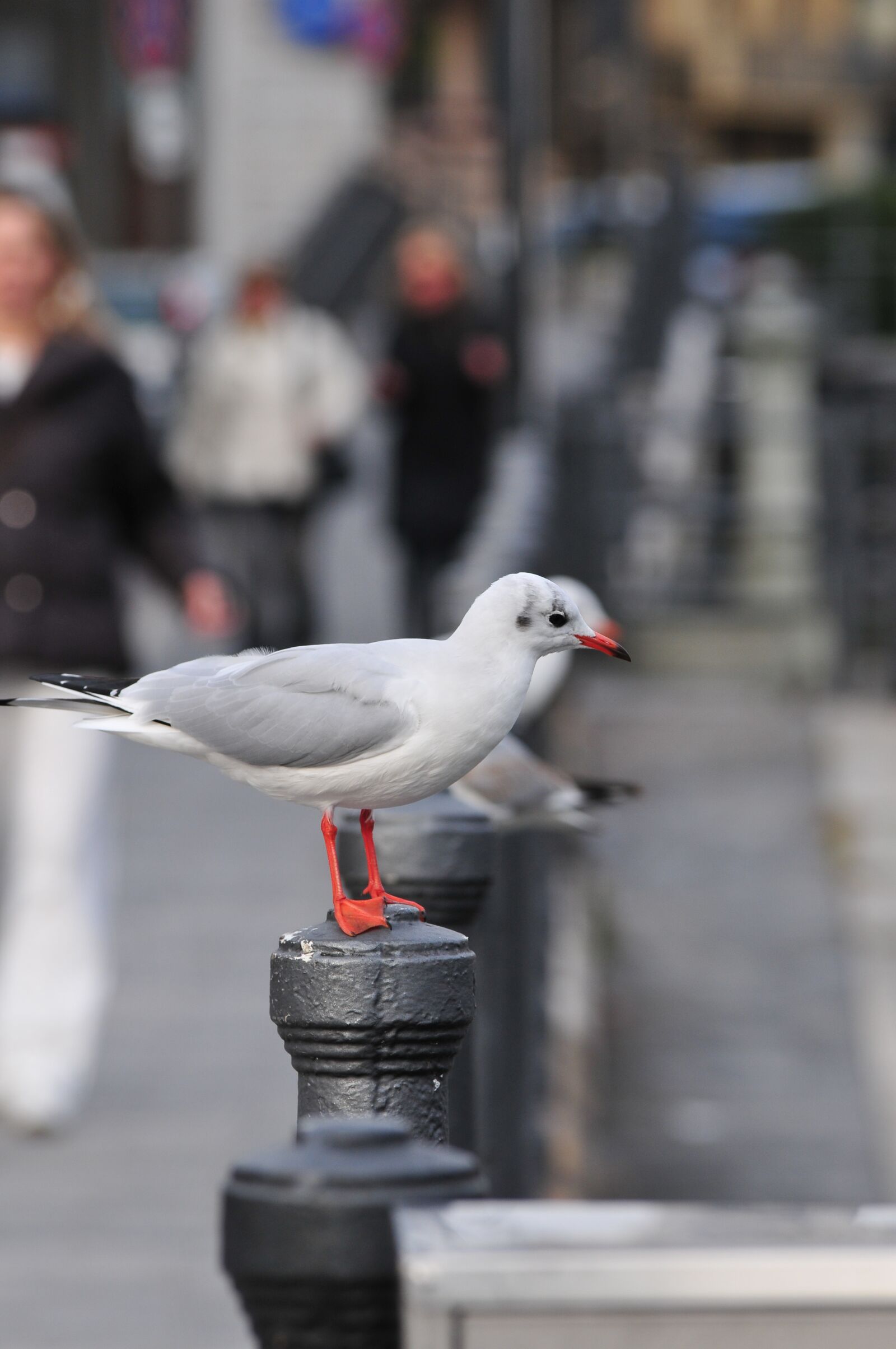 Nikon D300 sample photo. Seagull, bird, animal photography