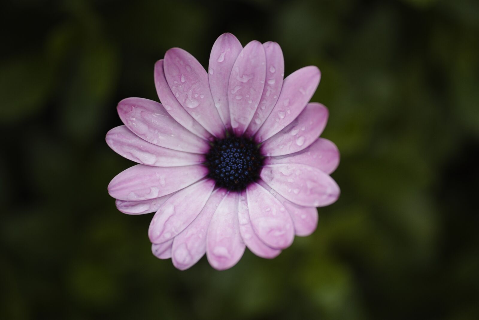 Sigma dp3 Quattro sample photo. Purple, flower, summer photography
