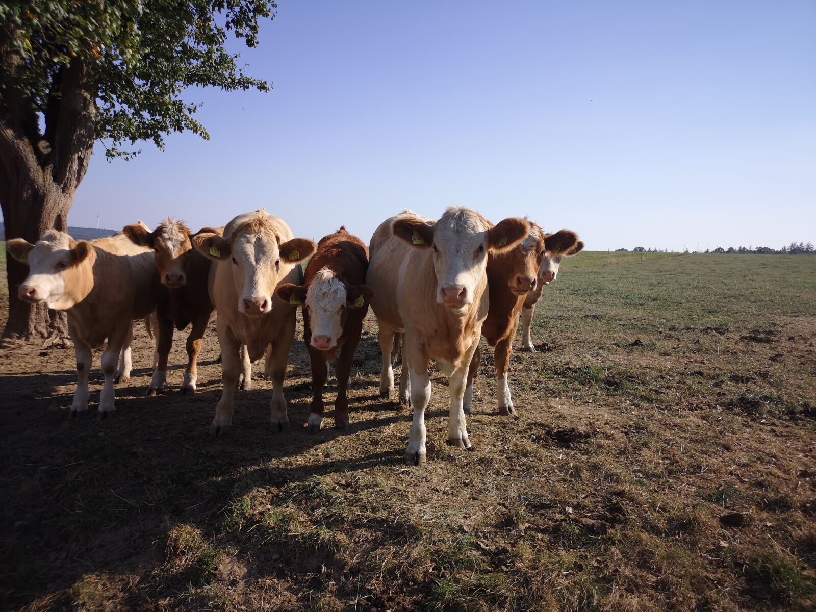 HUAWEI CLT-L29 sample photo. Cow, cows, calf photography