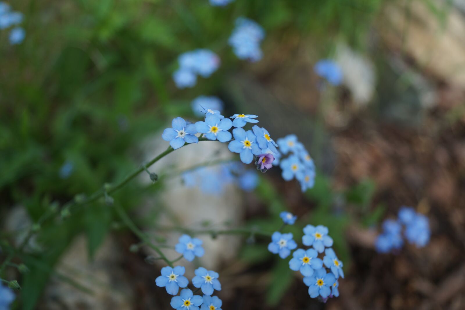 Sony DT 18-55mm F3.5-5.6 SAM II sample photo. Flower, flowers, blue photography