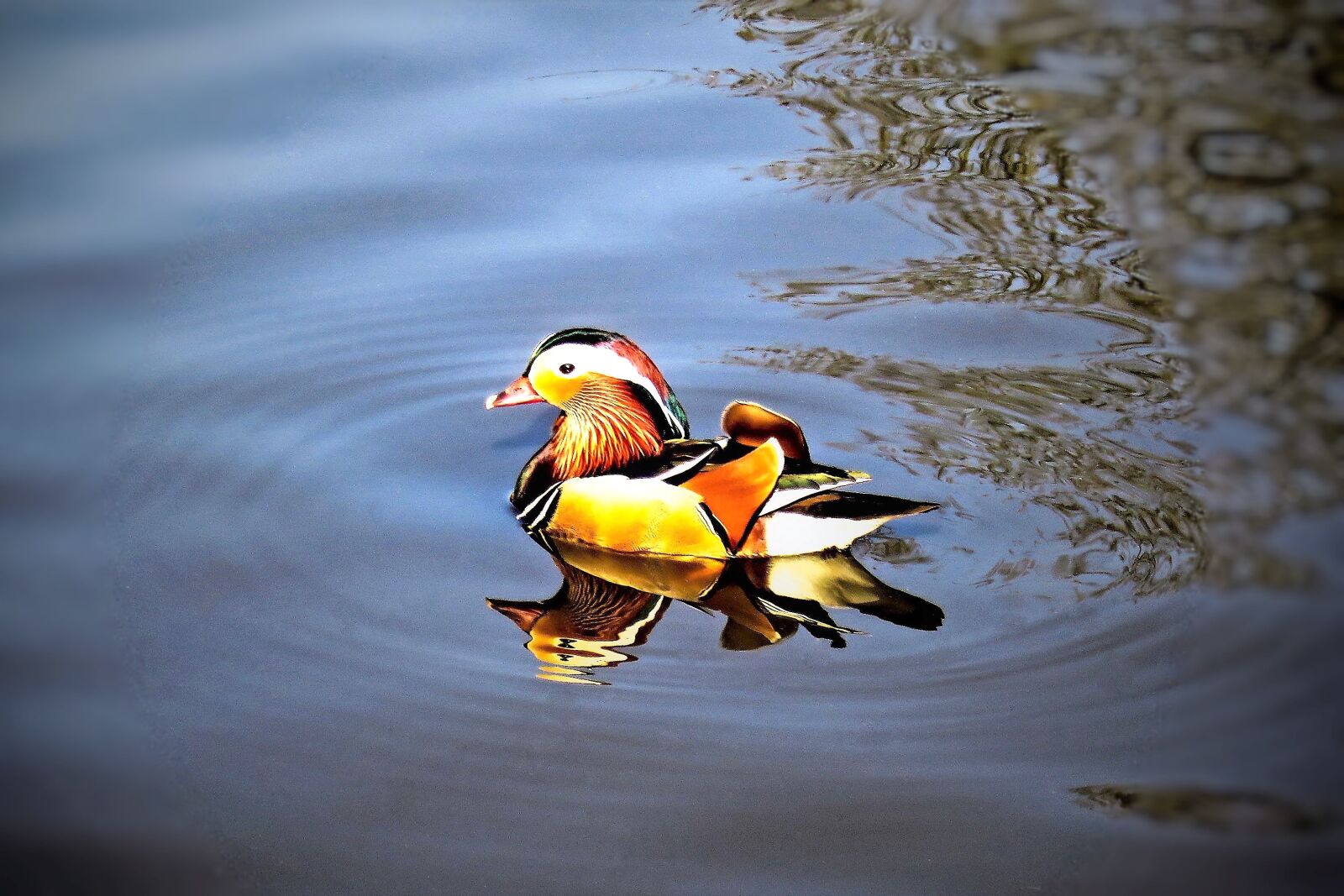 Canon PowerShot SX710 HS sample photo. Duck, mandarin ducks, water photography