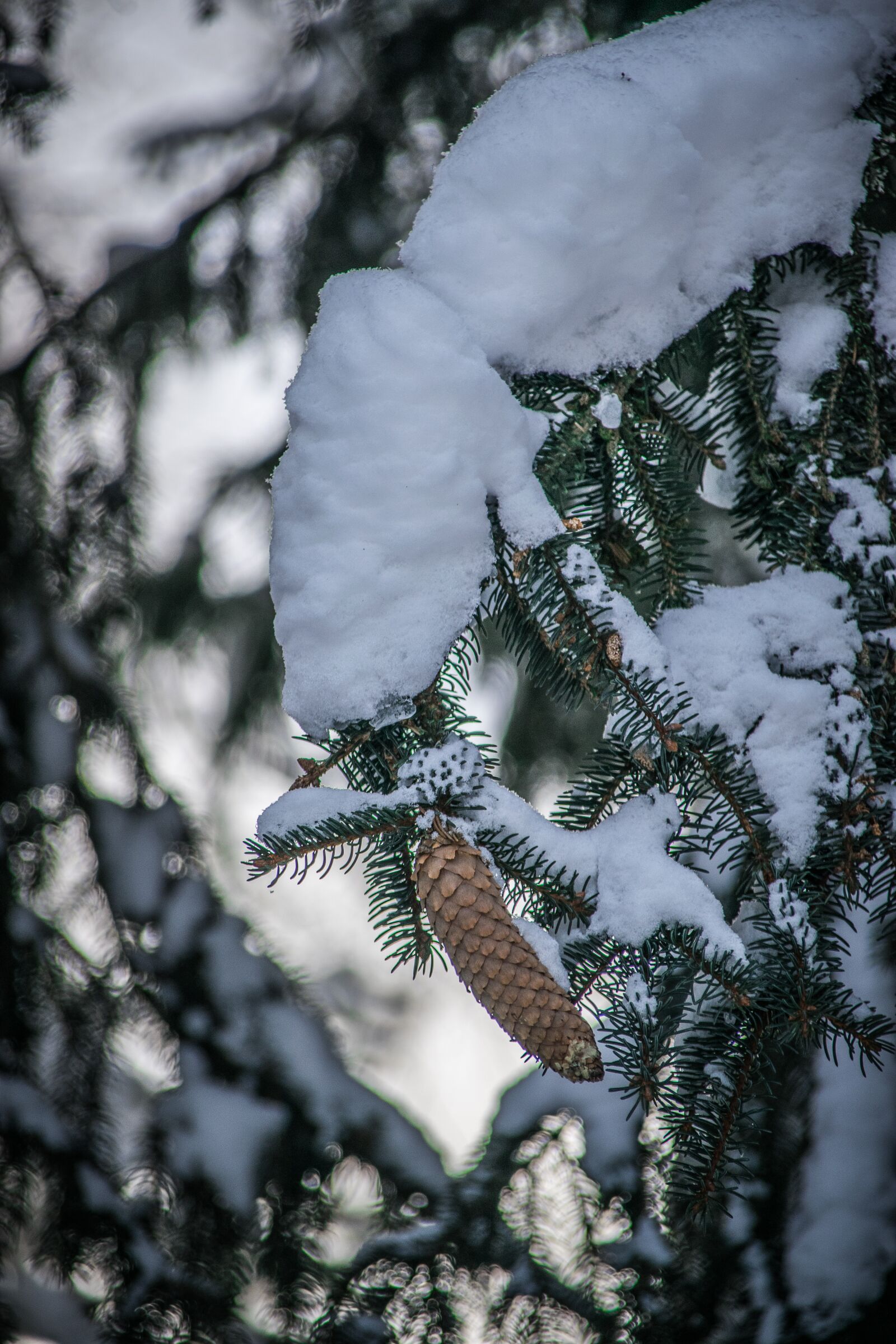 Nikon D5300 sample photo. Snow, winter, frost photography