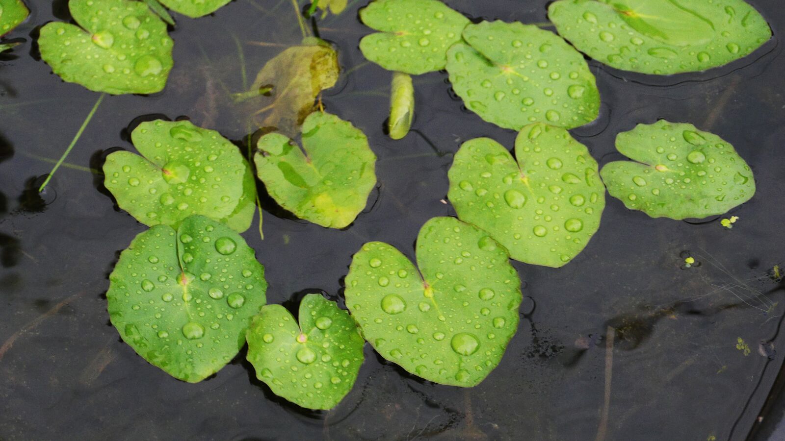 Panasonic Lumix DMC-GH3 sample photo. Lotus leaf, pond, nature photography