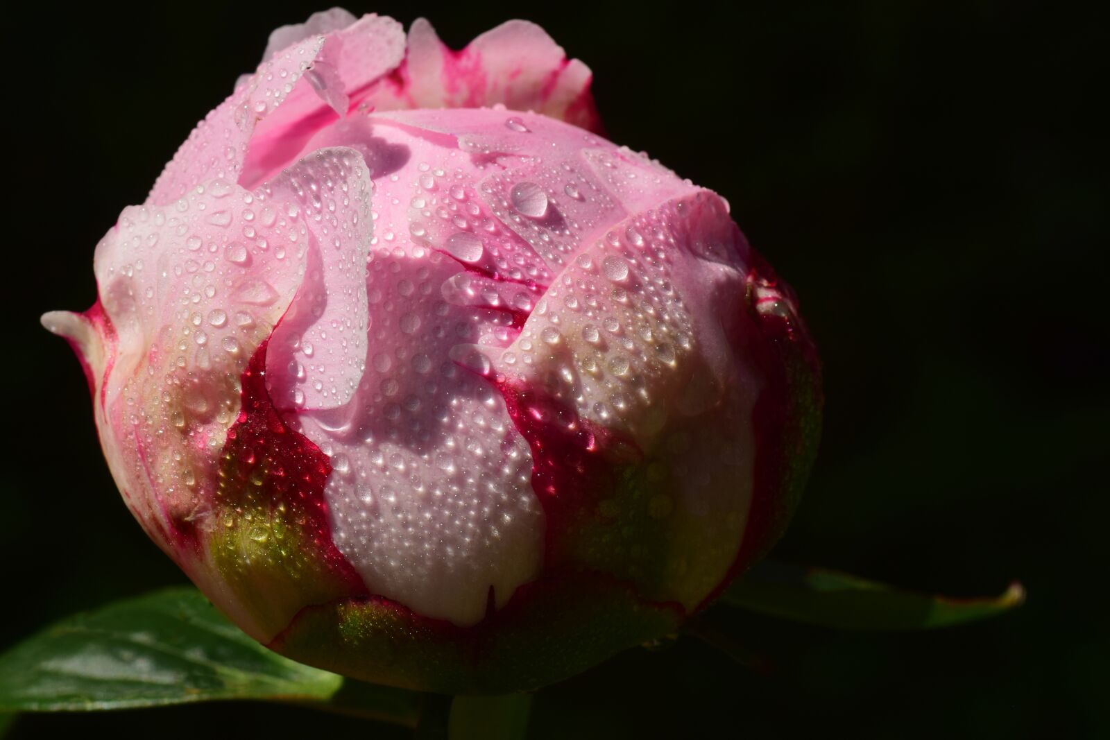 Nikon D3300 sample photo. Peony, bud, pink photography