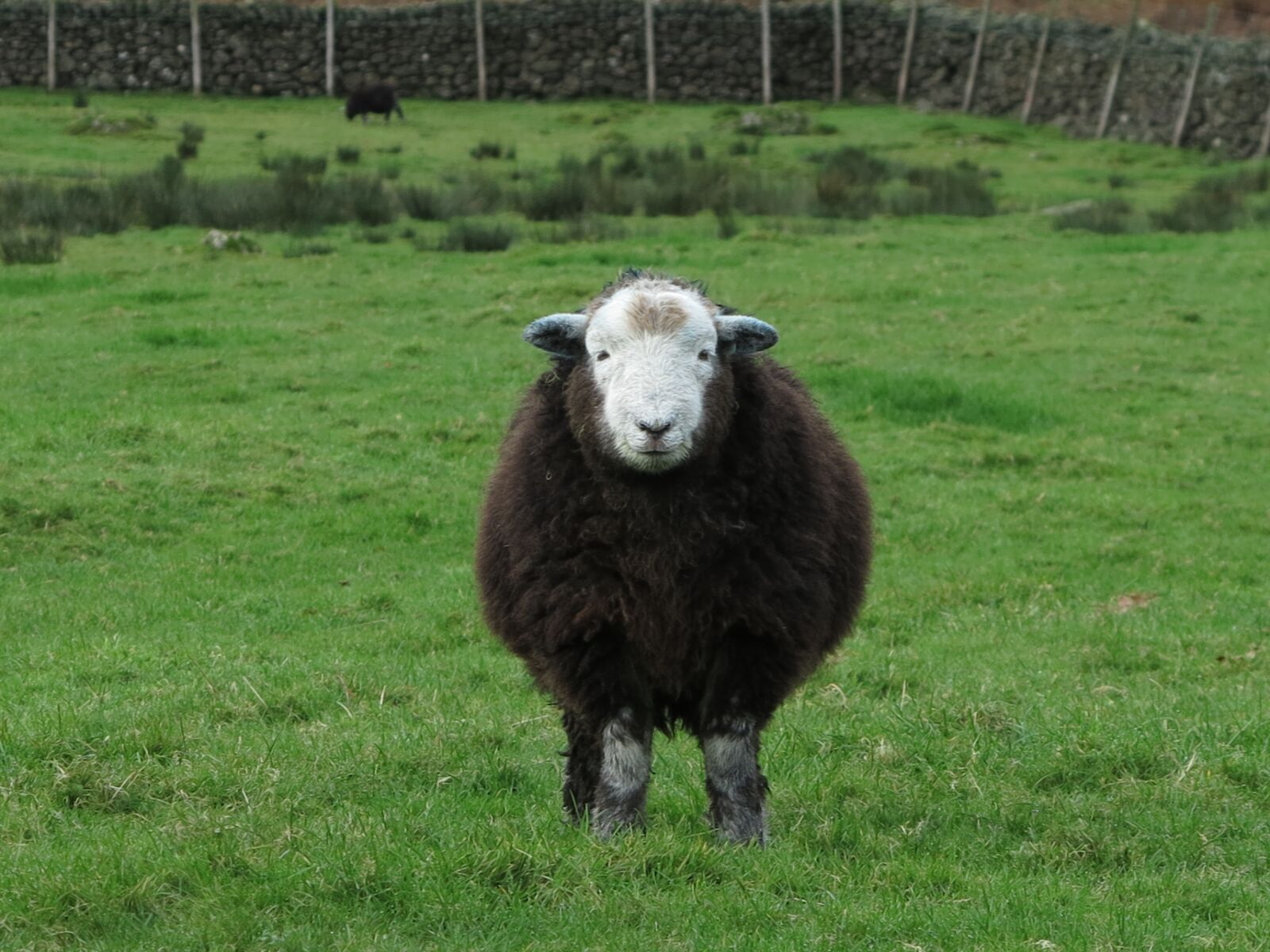 Canon PowerShot G1 X sample photo. Herdwick, sheep, animal photography