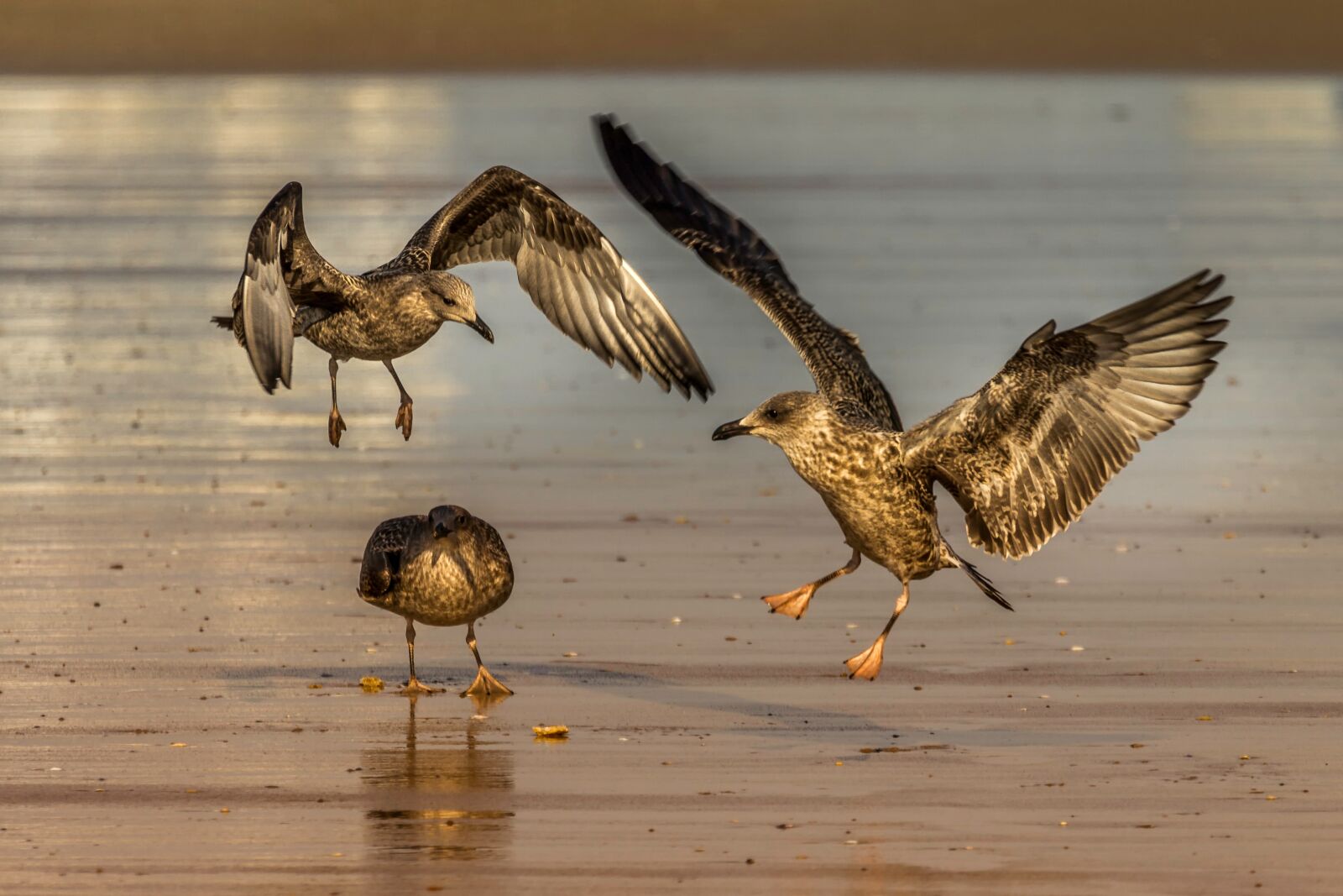 Canon EOS 60D + Canon EF 70-300mm F4-5.6L IS USM sample photo. Bird, fauna, nature photography