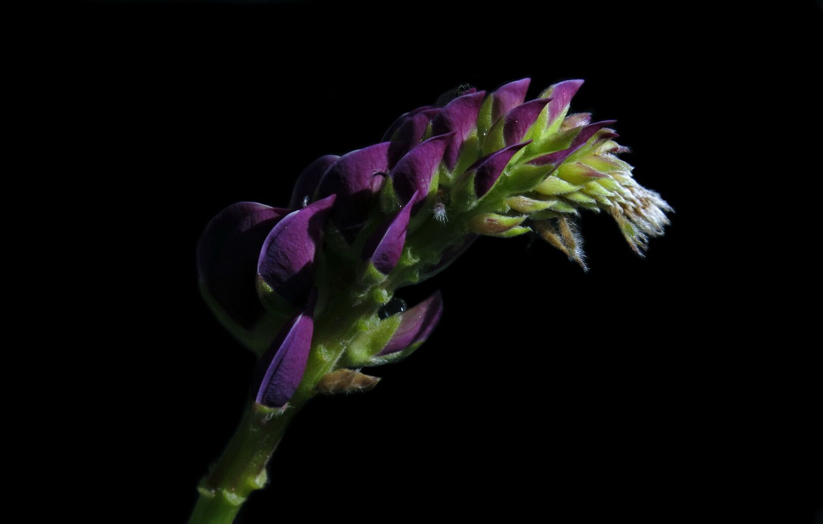 Canon PowerShot G15 sample photo. Lupine, purple, nature photography