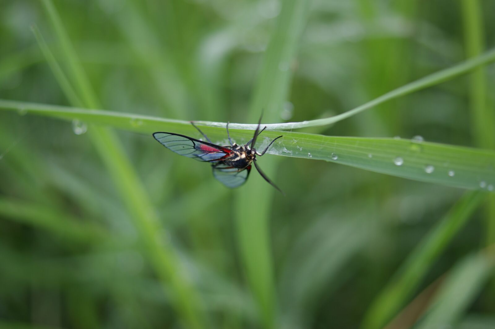 Sony Alpha DSLR-A390 sample photo. Nature, in, the photography