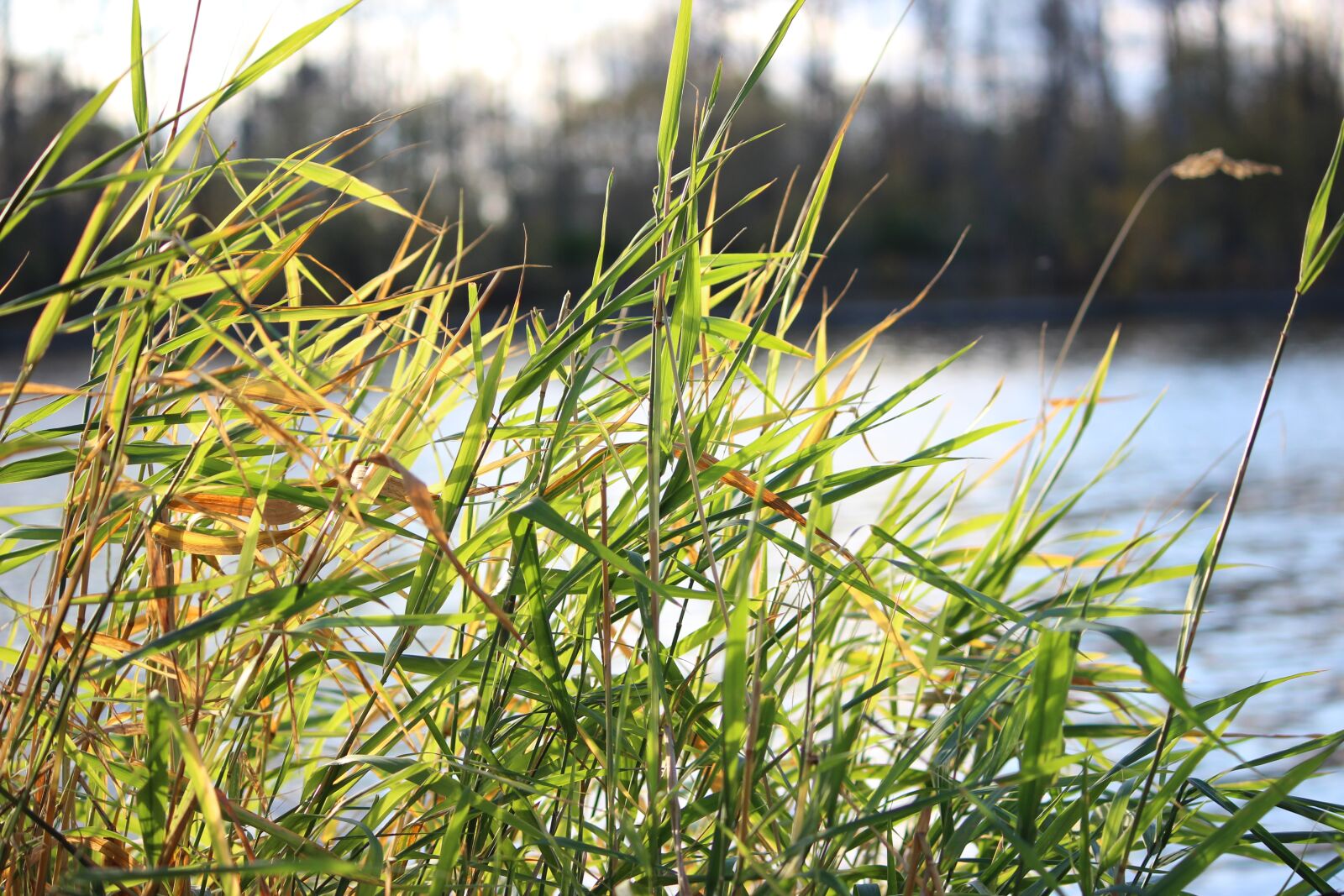 Canon EF-S 55-250mm F4-5.6 IS II sample photo. Moscow river, grass, sun photography