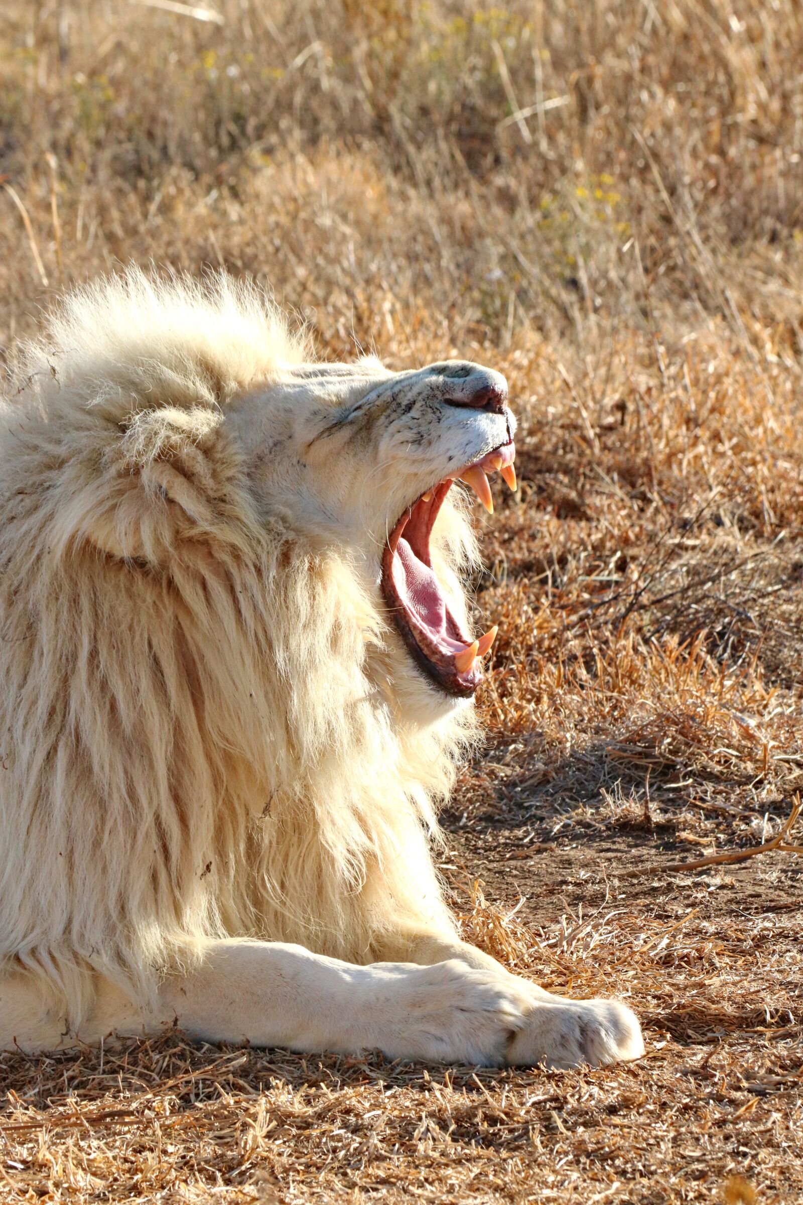Canon EOS 760D (EOS Rebel T6s / EOS 8000D) sample photo. White lion, portrait, lion photography