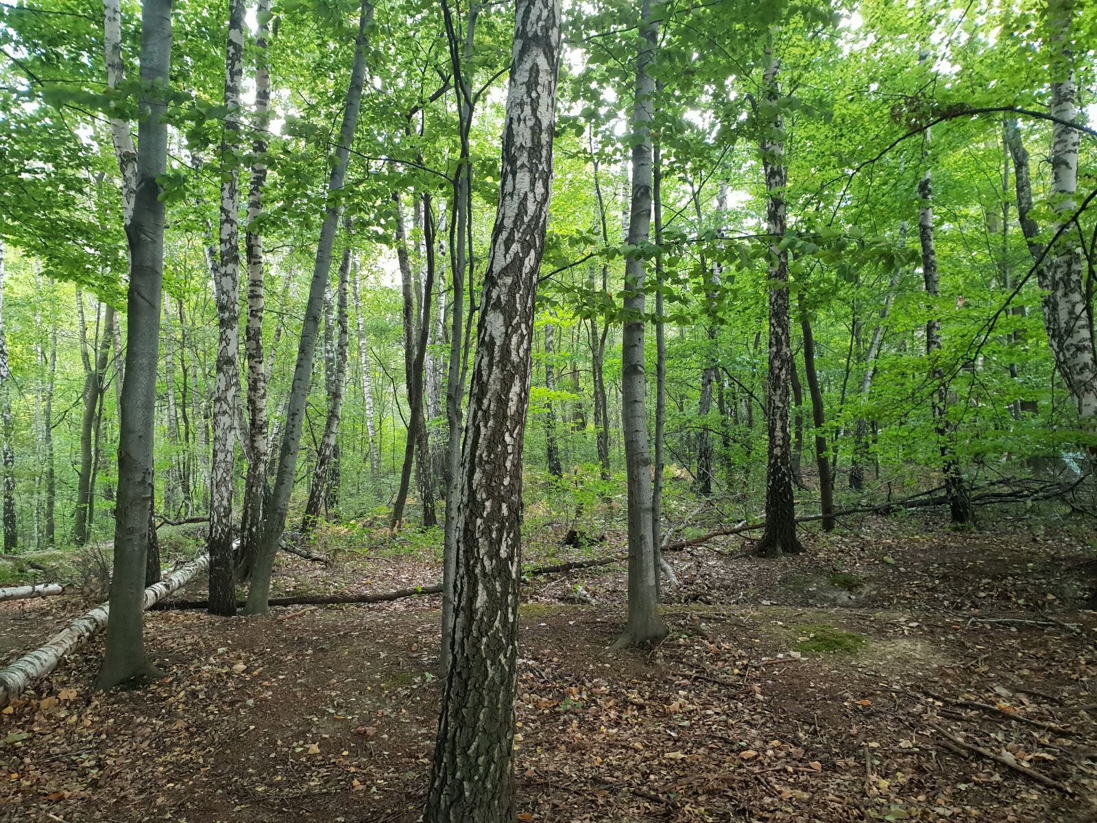 Samsung Galaxy S9+ sample photo. Forest, green, tree photography