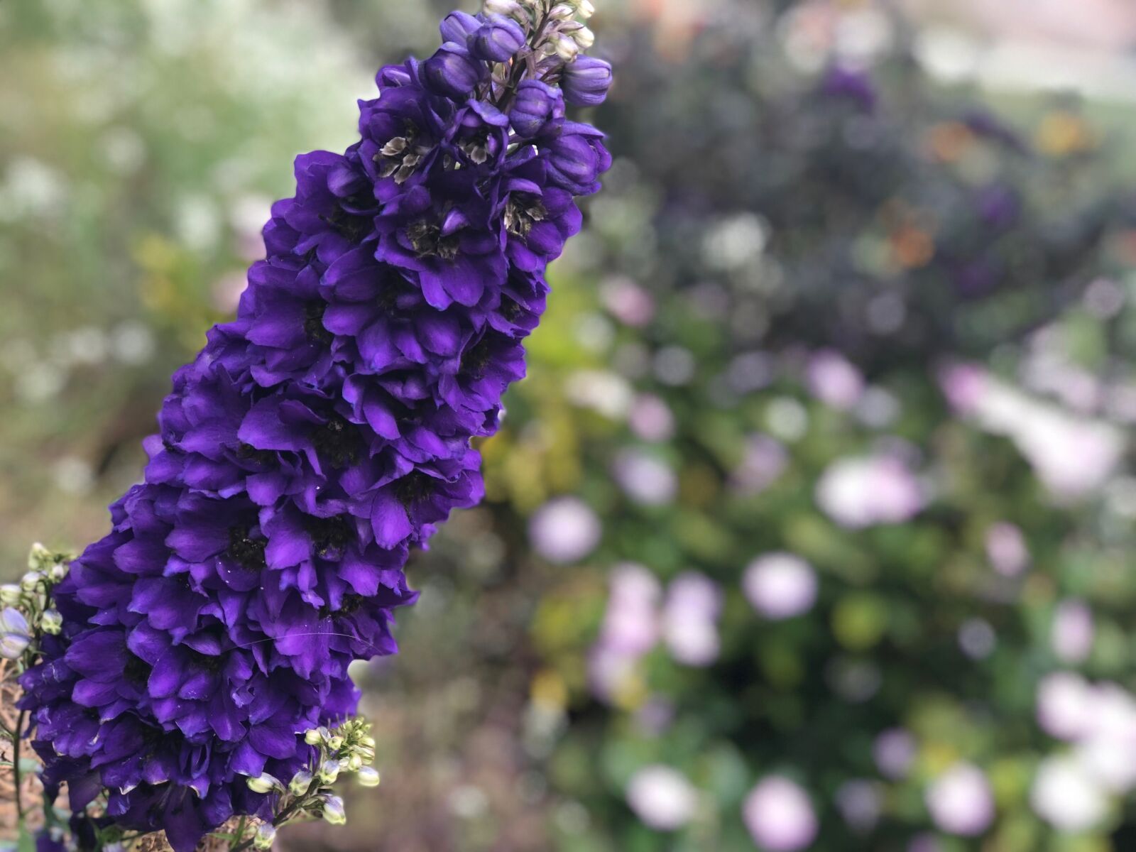 iPhone 8 Plus back dual camera 6.6mm f/2.8 sample photo. Flower flowers, purple, bloom photography