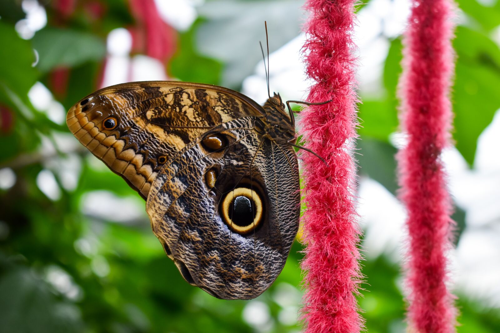 Nikon D5600 sample photo. Animal, bug, butterfly photography