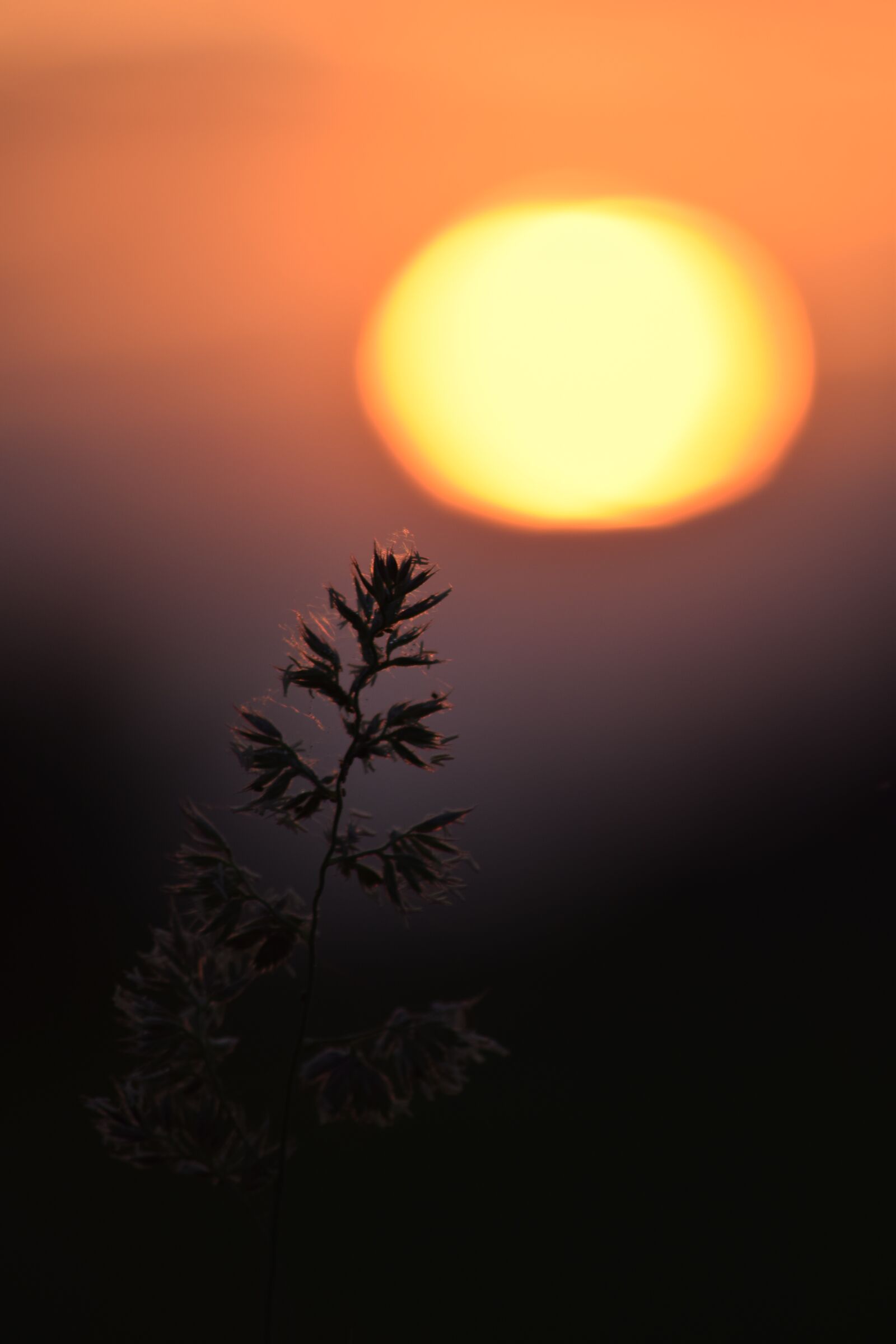 Nikon D3300 sample photo. The sun, sunset, sky photography
