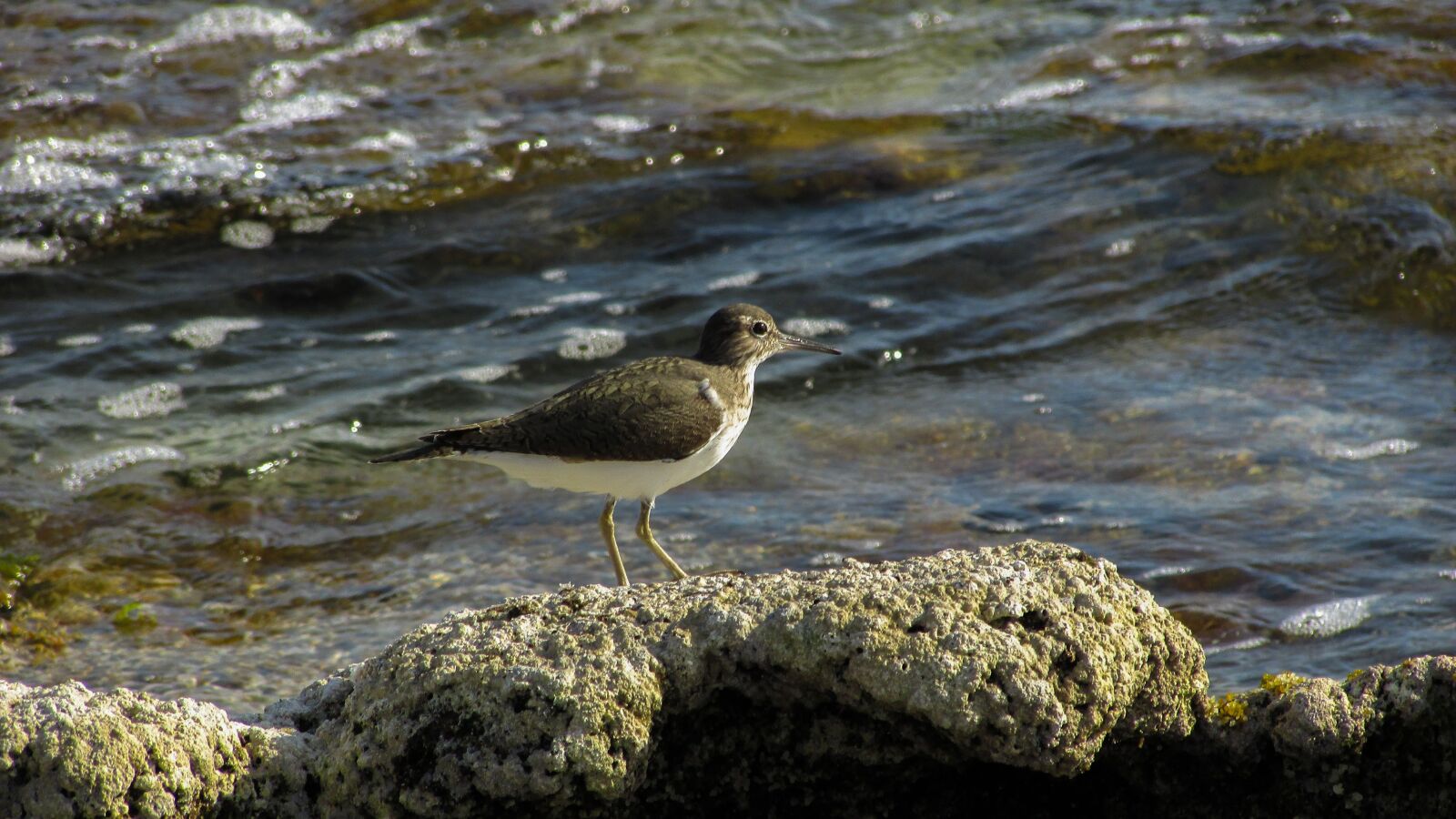 Canon PowerShot SX400 IS sample photo. Cyprus, stint, seabird photography