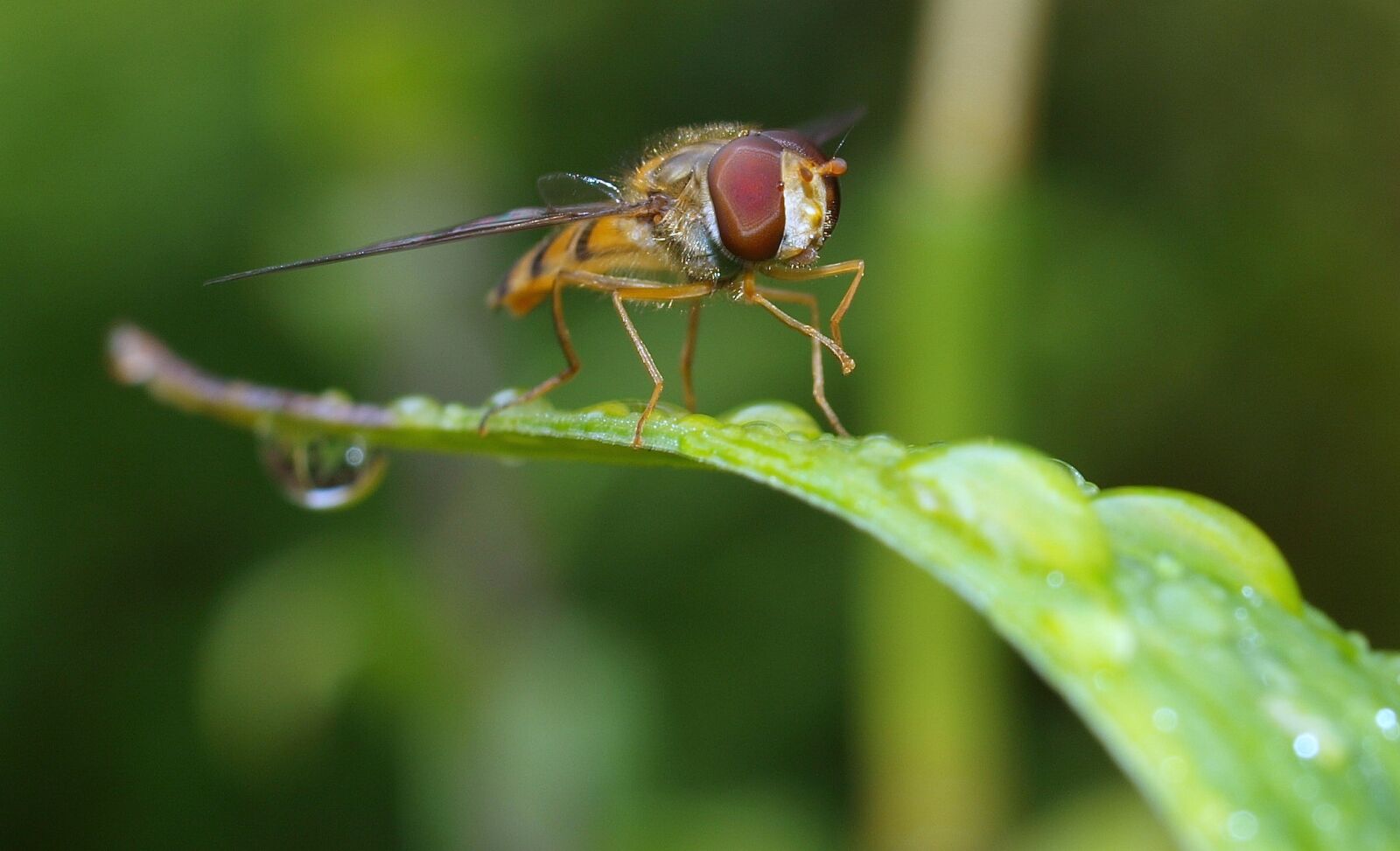 Olympus E-520 (EVOLT E-520) sample photo. Nature, insect, animal photography