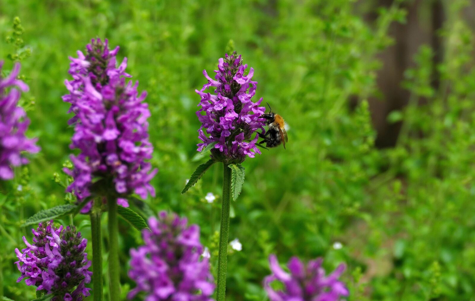 Panasonic Lumix DMC-FZ1000 sample photo. Stachys hummelo, bee, garden photography