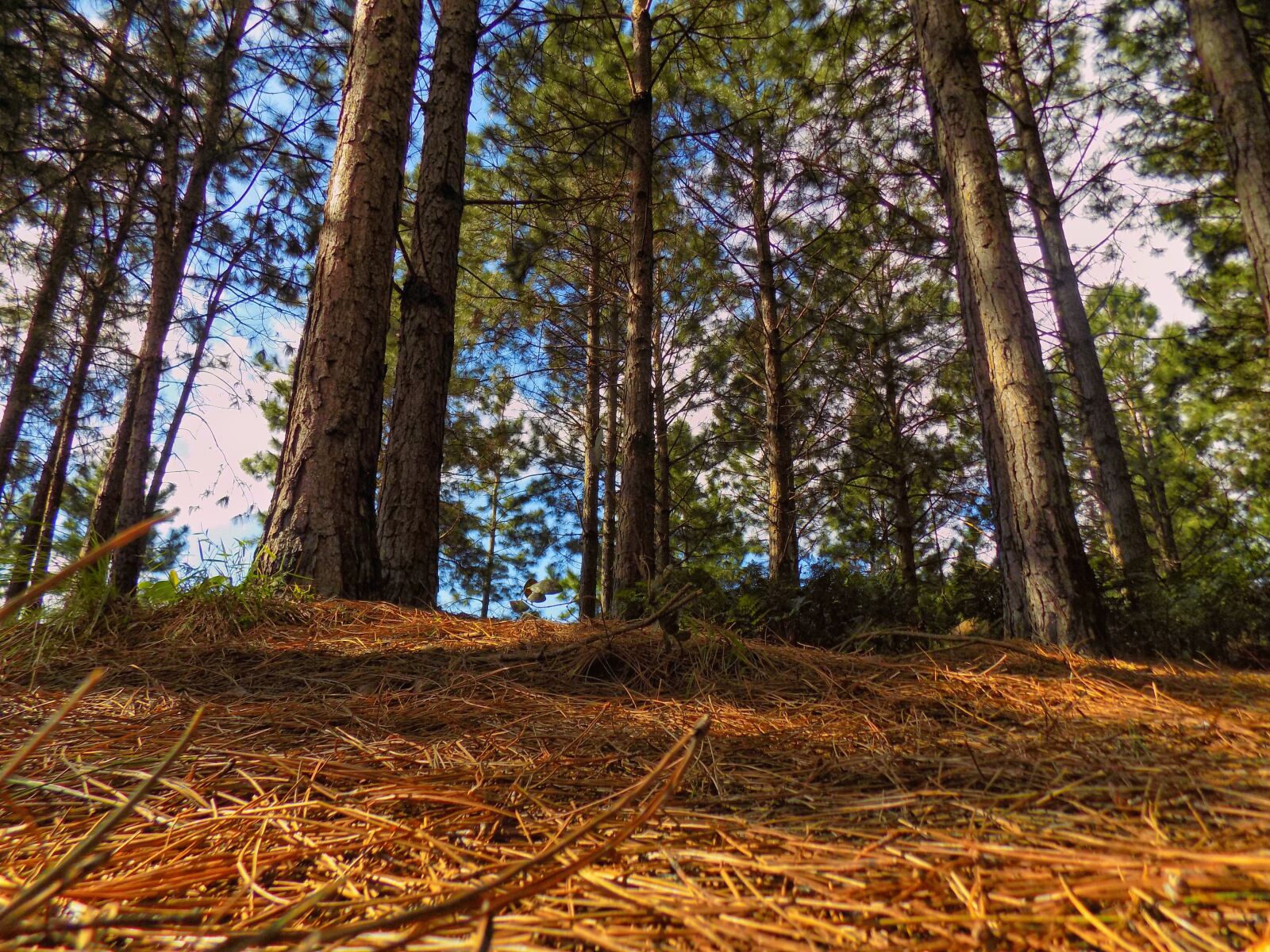 Nikon COOLPIX L330 sample photo. Tree, forest, nature photography