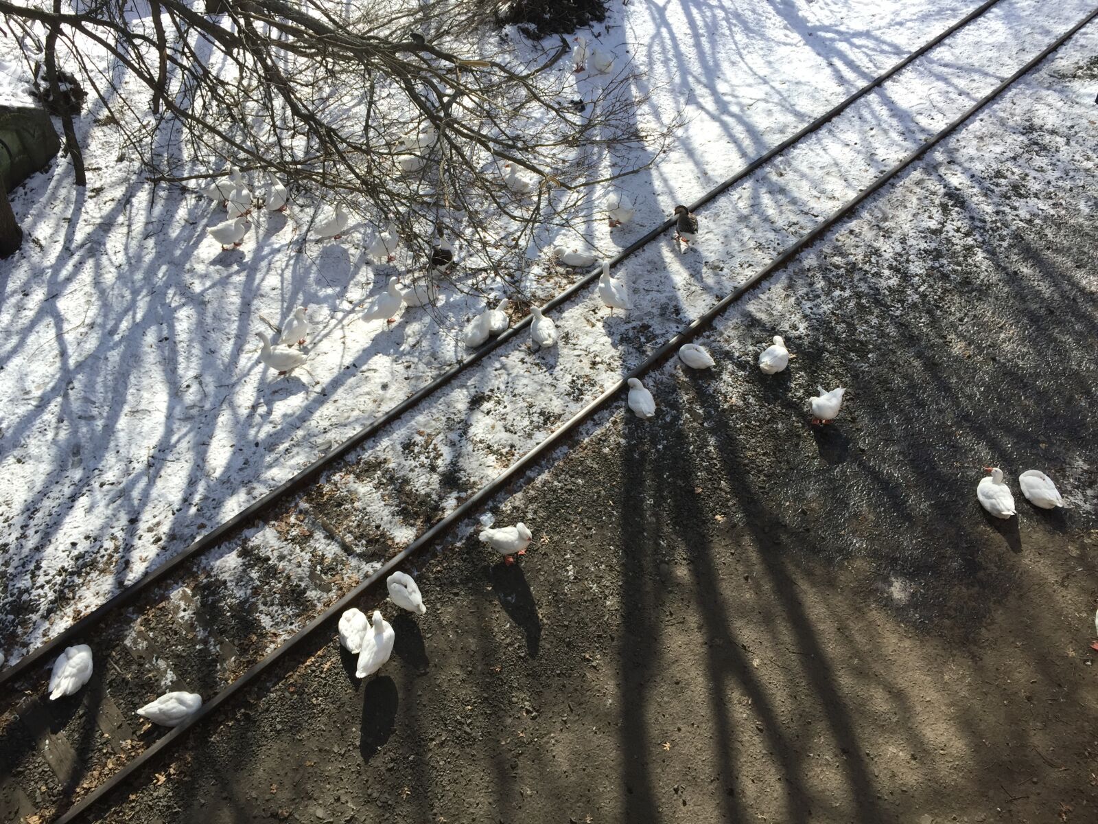iPhone 6 Plus back camera 4.15mm f/2.2 sample photo. Goose, rail, snow photography