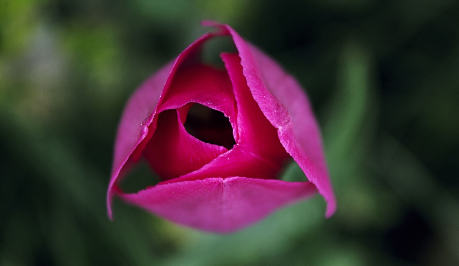 Canon EOS 1100D (EOS Rebel T3 / EOS Kiss X50) sample photo. Tulip, pink, flower photography