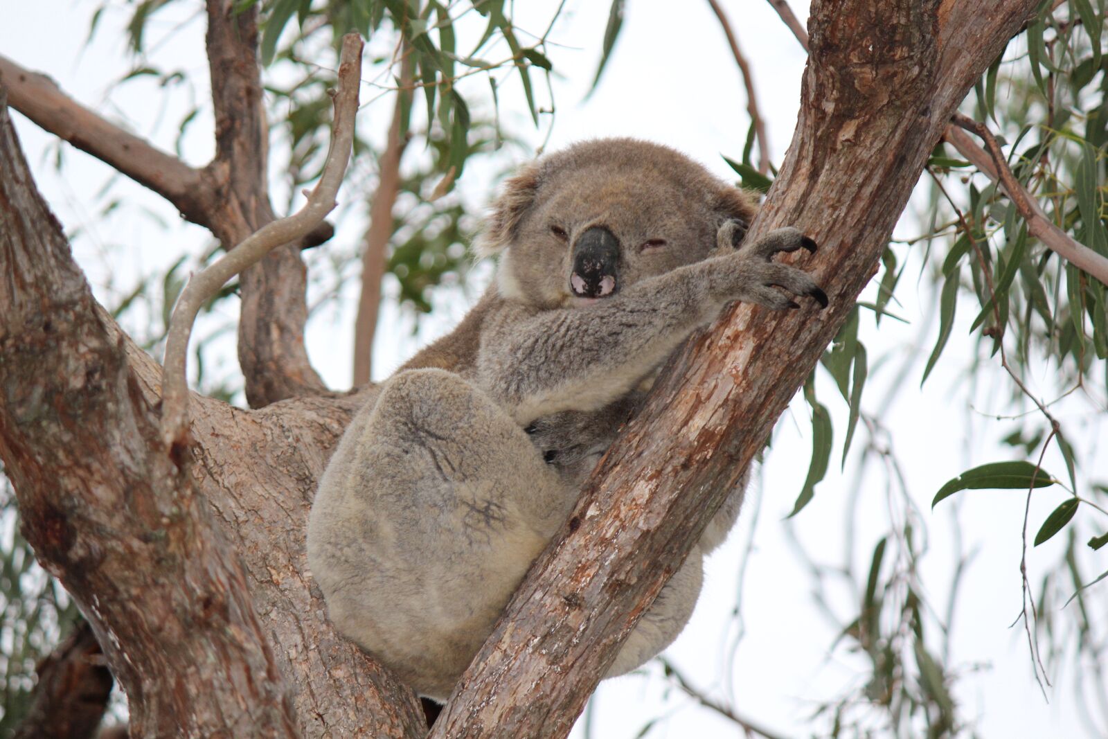Canon EOS 700D (EOS Rebel T5i / EOS Kiss X7i) sample photo. Koala, animal, marsupial photography