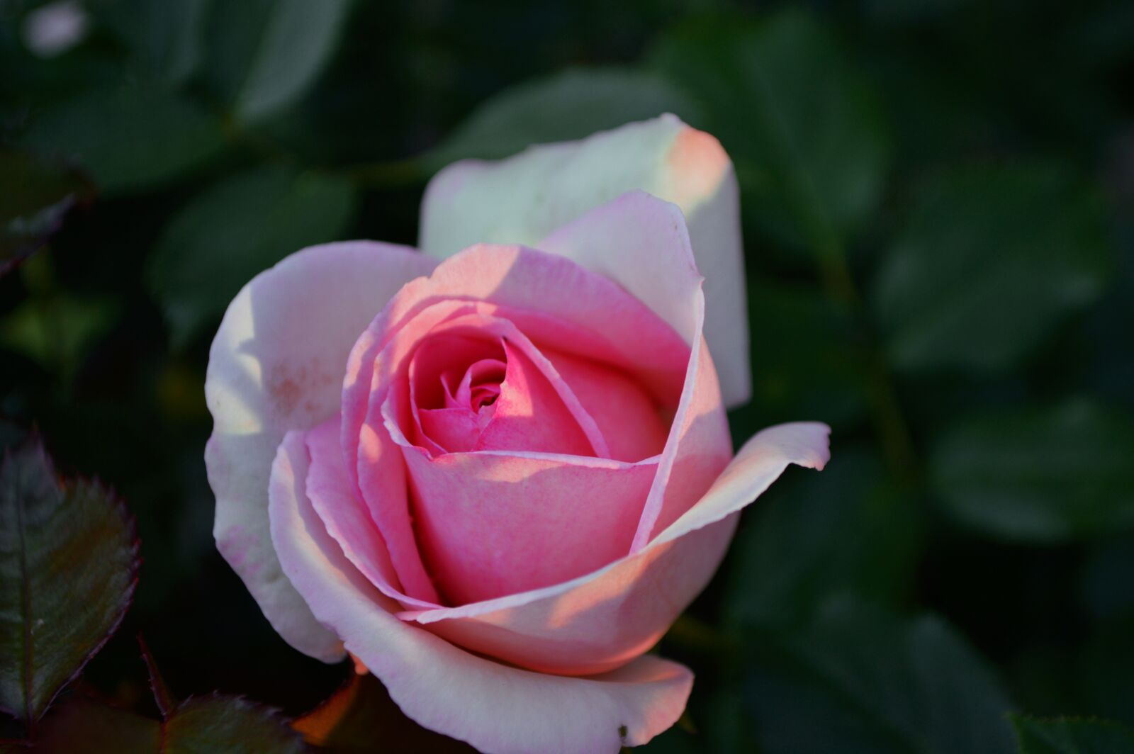 Nikon D3200 sample photo. Rose, sunset, greens photography