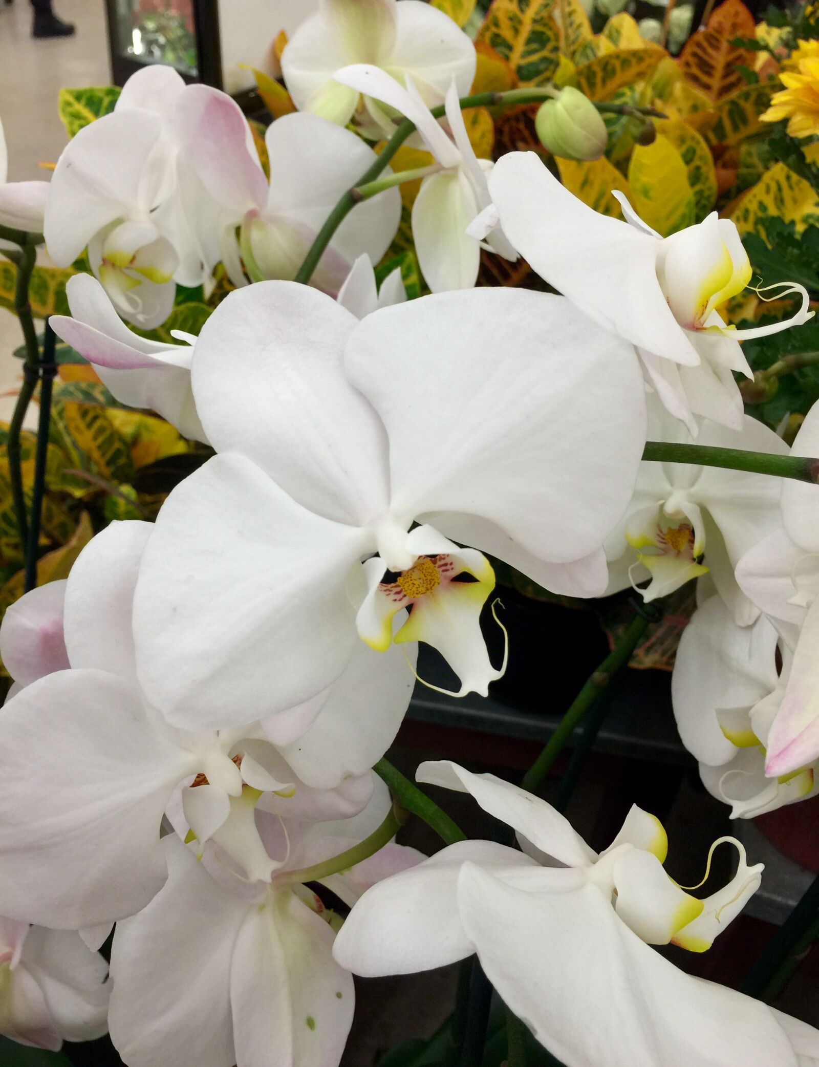 iPhone 6 Plus back camera 4.15mm f/2.2 sample photo. Bloom, blossom, close, flower photography