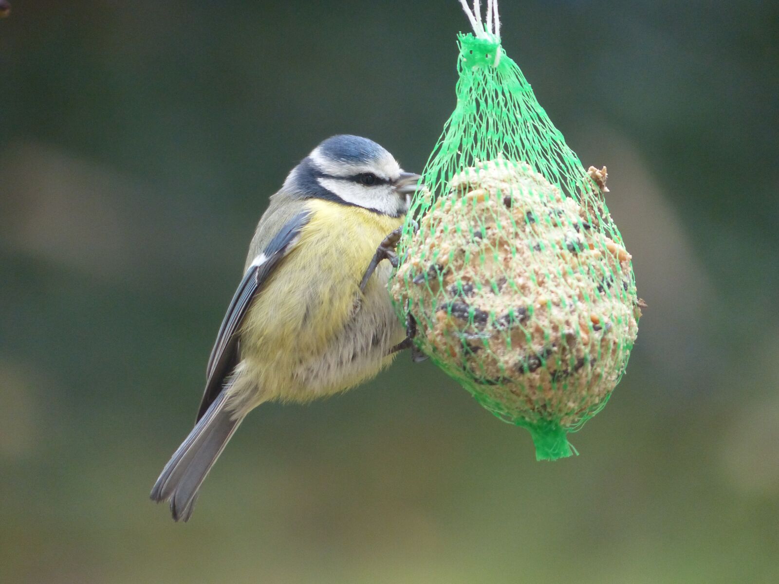 Panasonic Lumix DMC-FZ200 sample photo. Tit, blue tit, feed photography