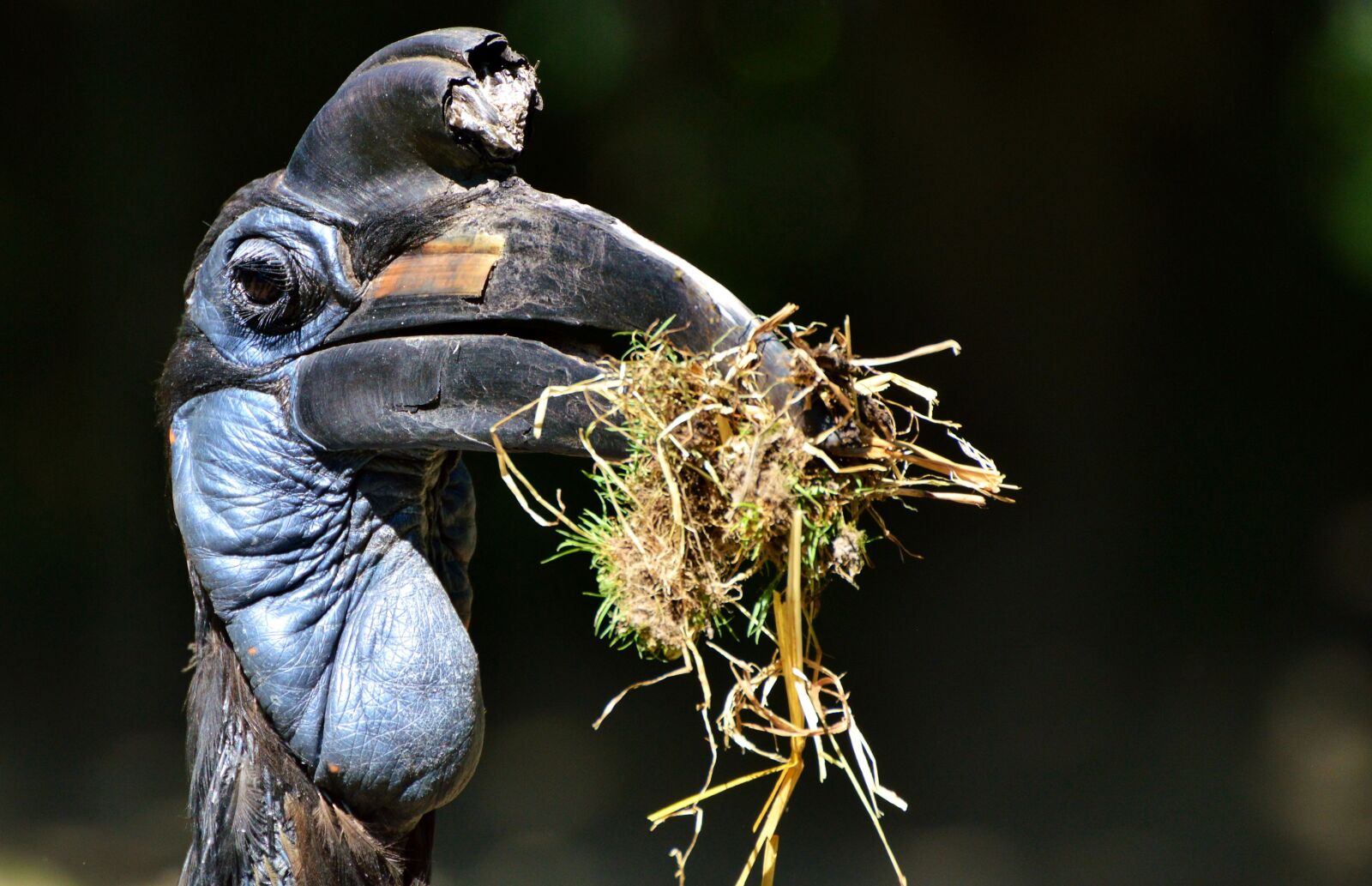 Nikon D3200 sample photo. Ground-hornbill, raven, hornbill photography