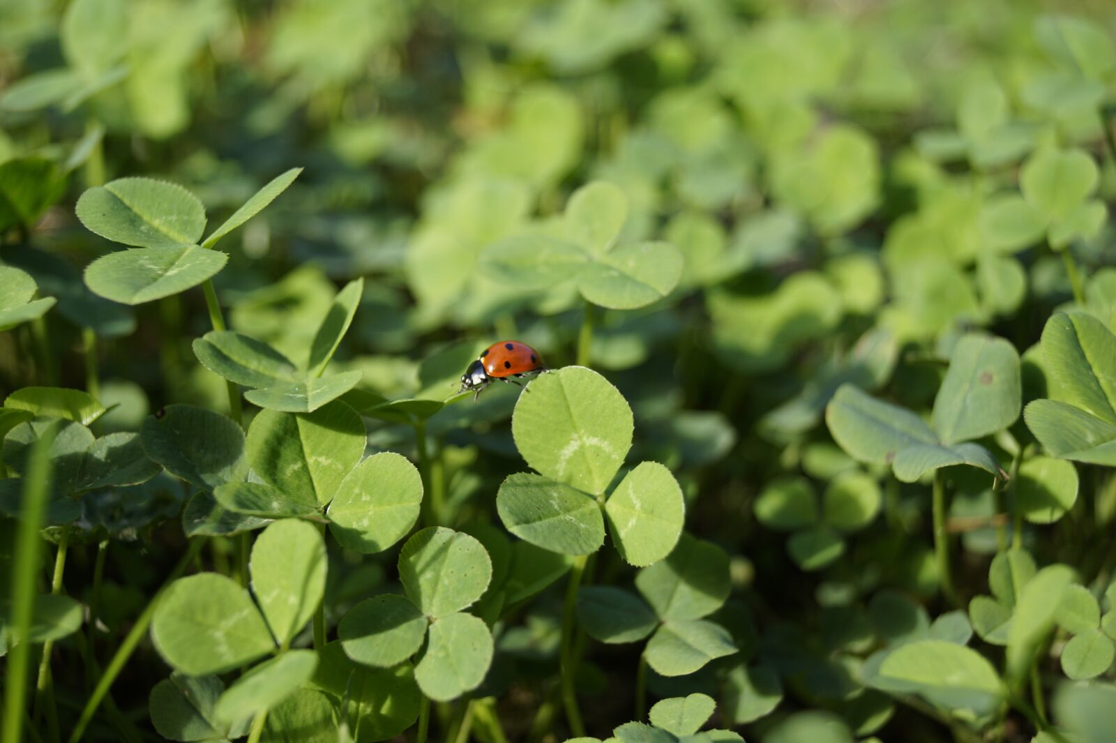 Sony DT 18-55mm F3.5-5.6 SAM II sample photo. Ladybug, beetle, nature photography
