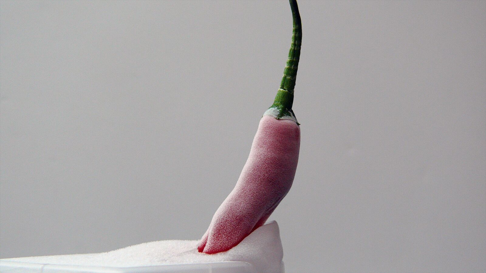Leica V-LUX 1 sample photo. Appetizing, berry, delicate photography