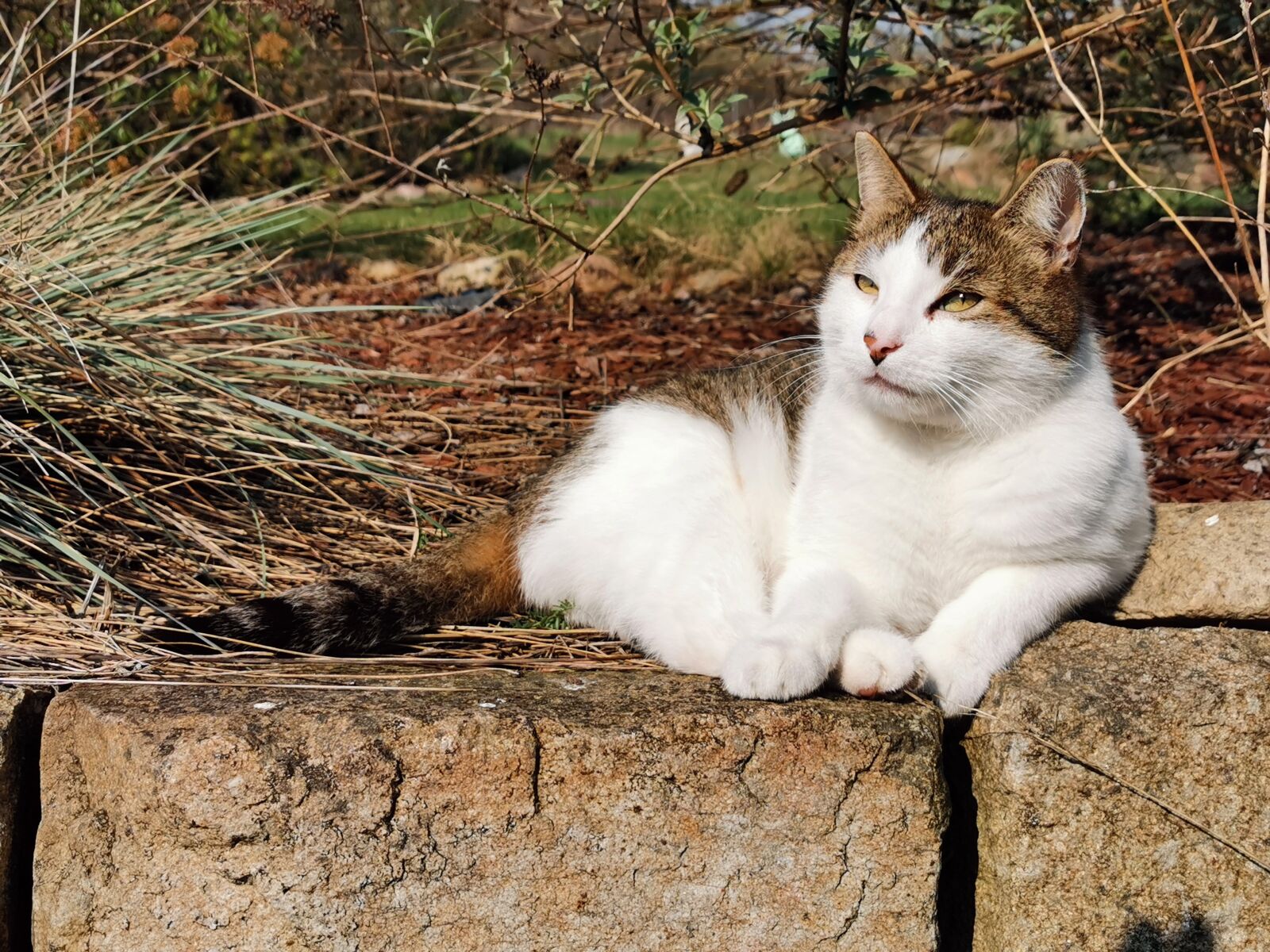 HUAWEI P30 Pro sample photo. Cat, wall, nature photography