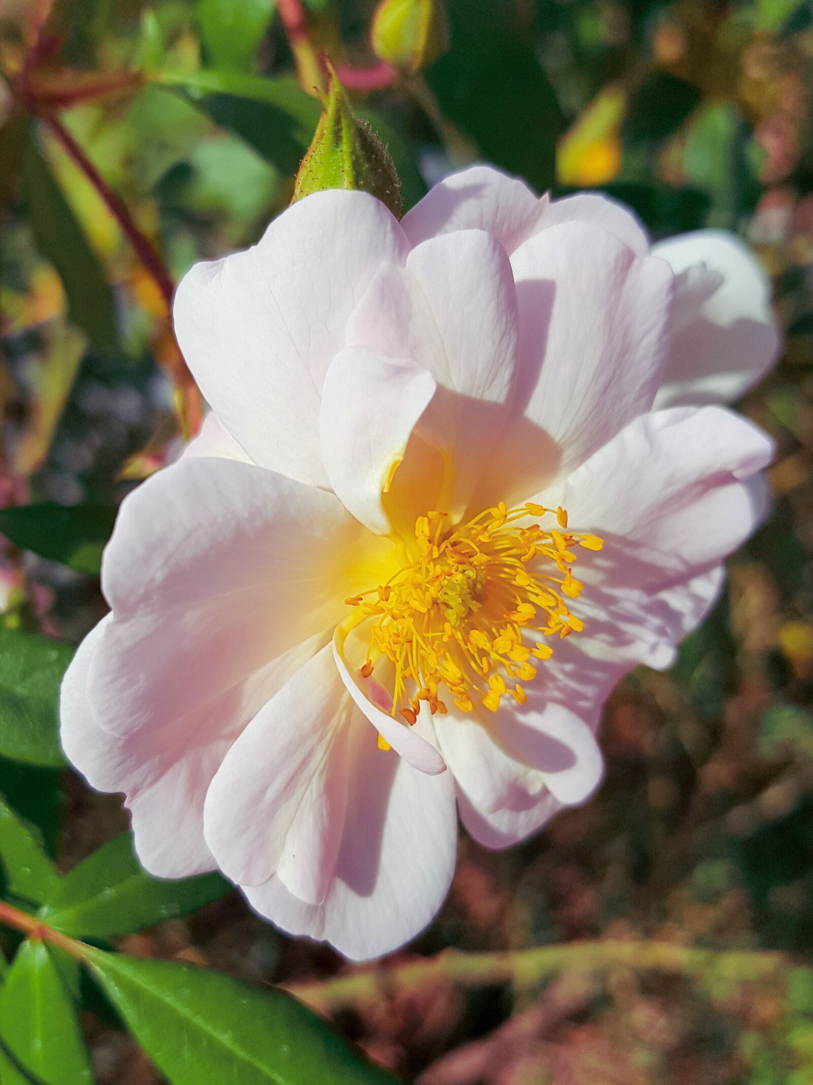 Samsung Galaxy S8+ Rear Camera sample photo. Flower, petals, rose photography